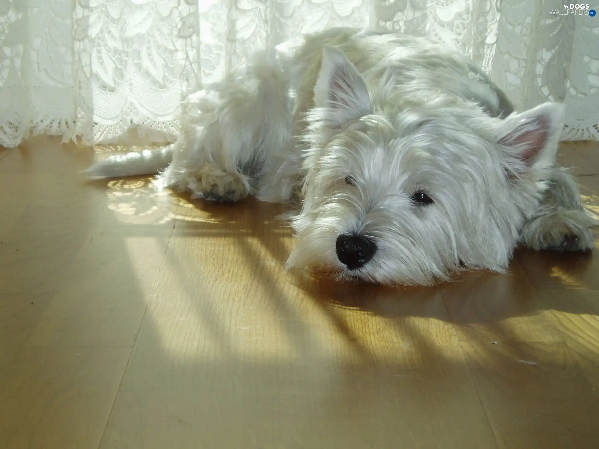 terrier, hair, White