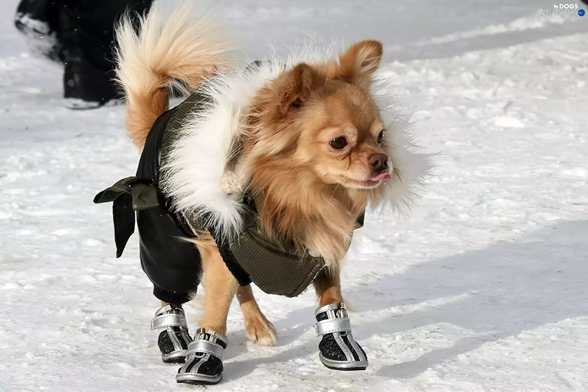 dog, snow, Long-haired Chihuahua, Boots