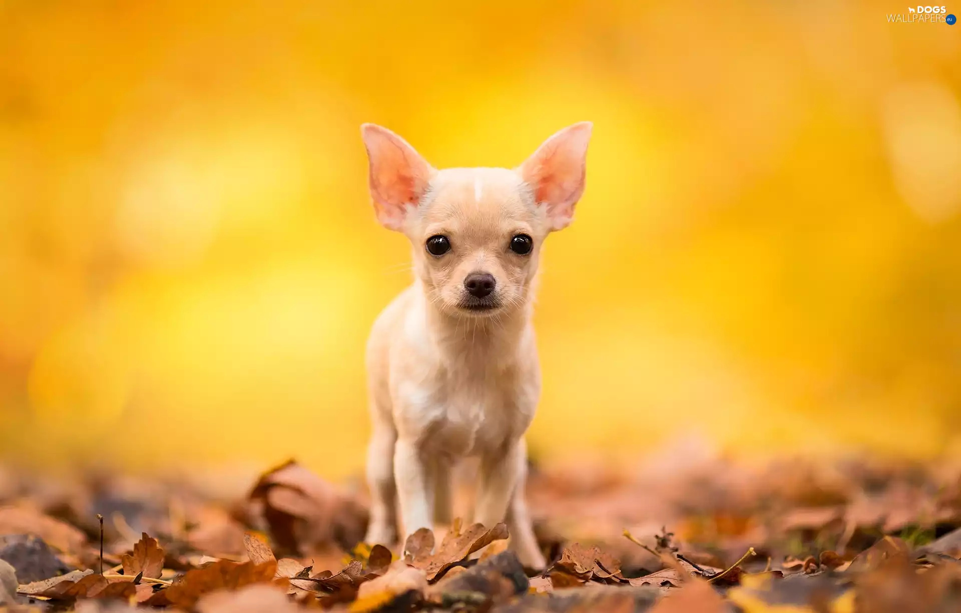Short-haired Chihuahua, dog, Sponge
