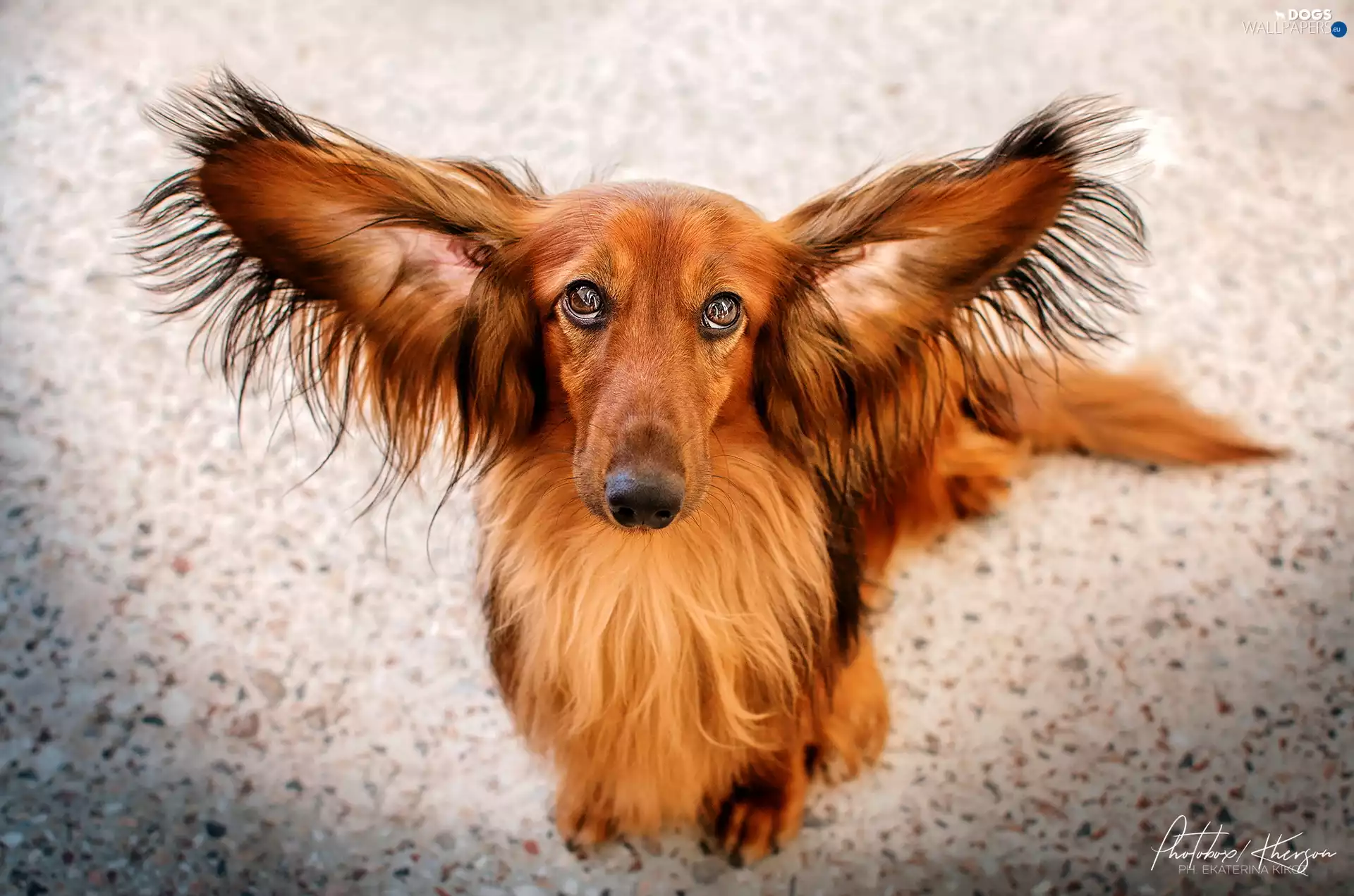 long-haired Dachshund, ginger, dog