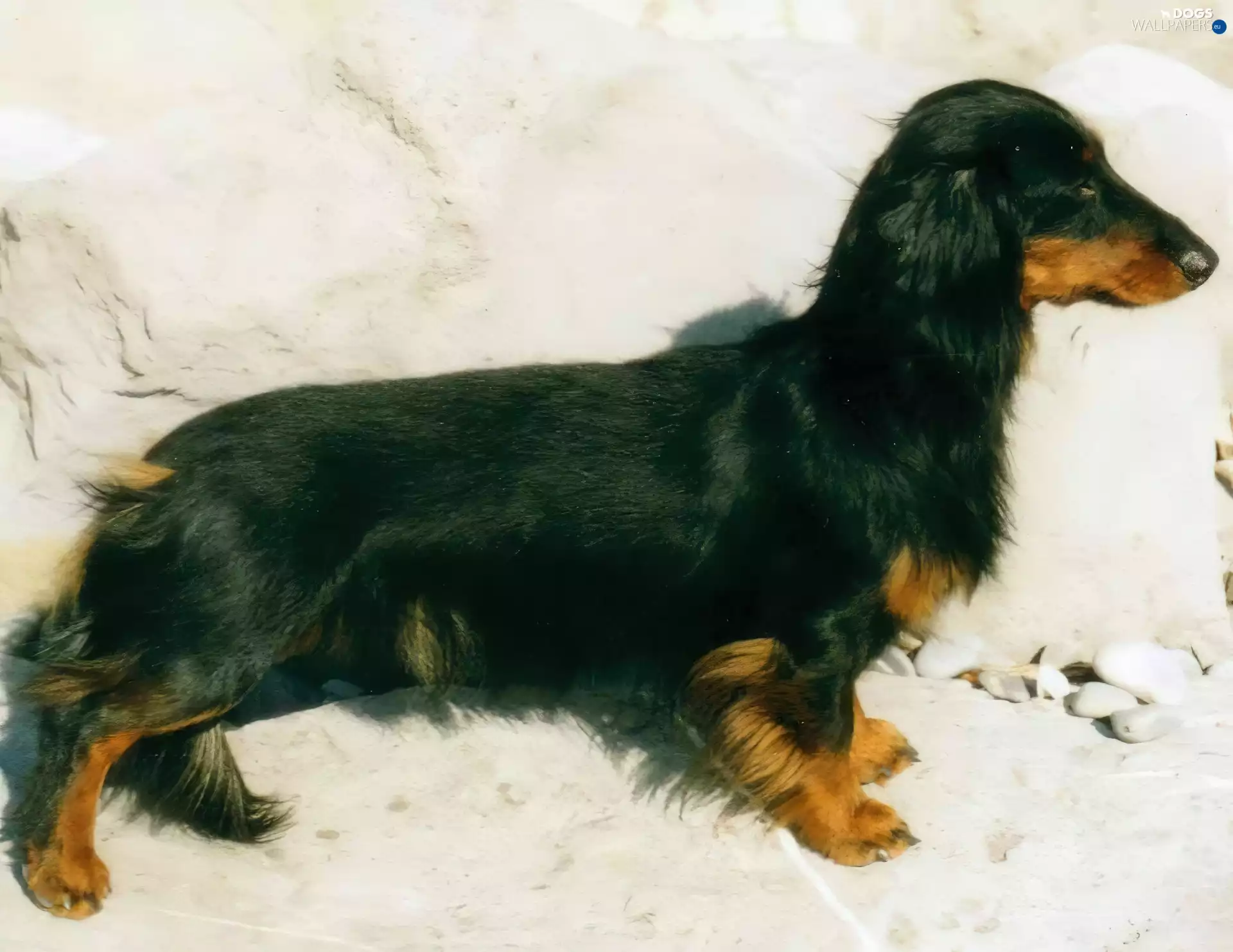 long-haired Dachshund, Black, tan
