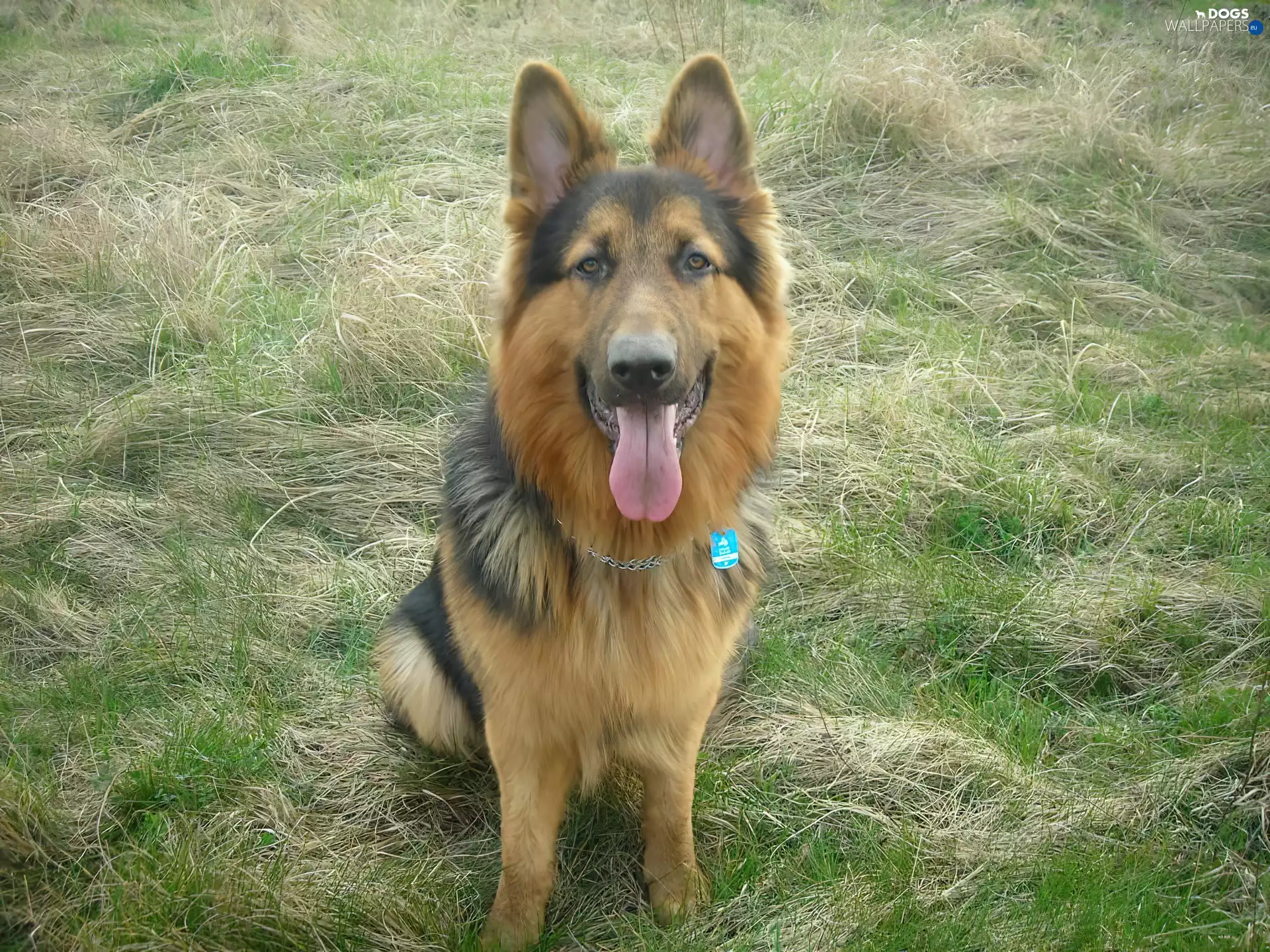Long Haired German Shepherd, grass