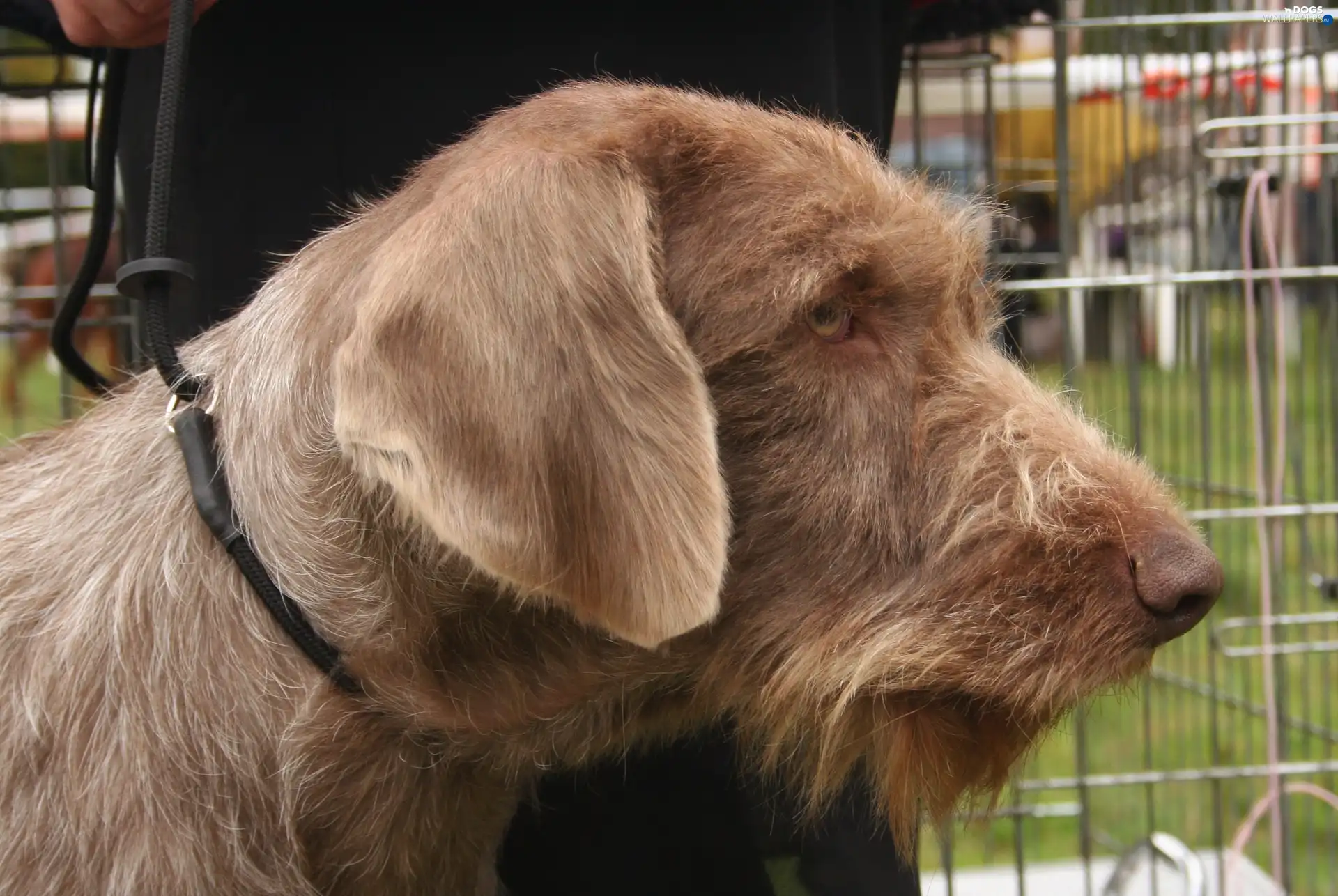 Haired Pointing Dog Hungarian, Head