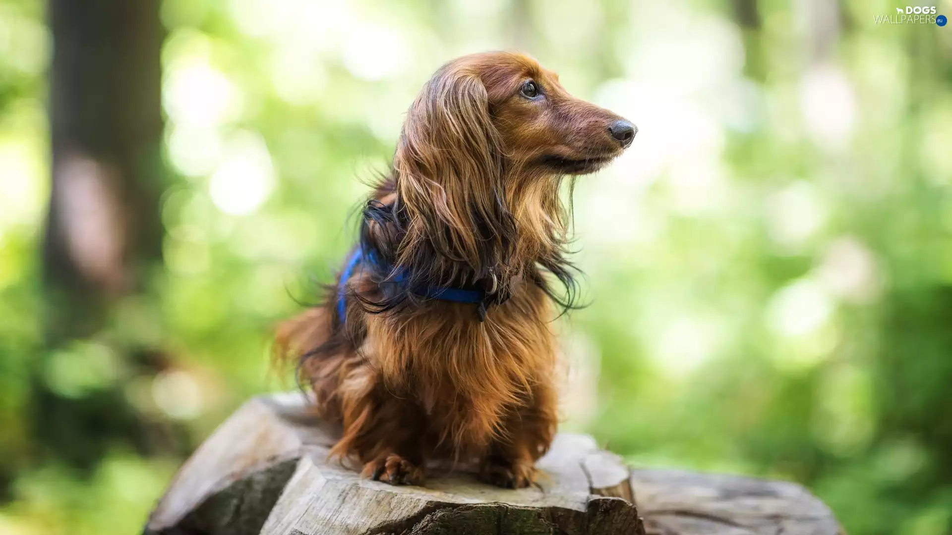 fuzzy, background, long-haired Dachshund, trunk, dog