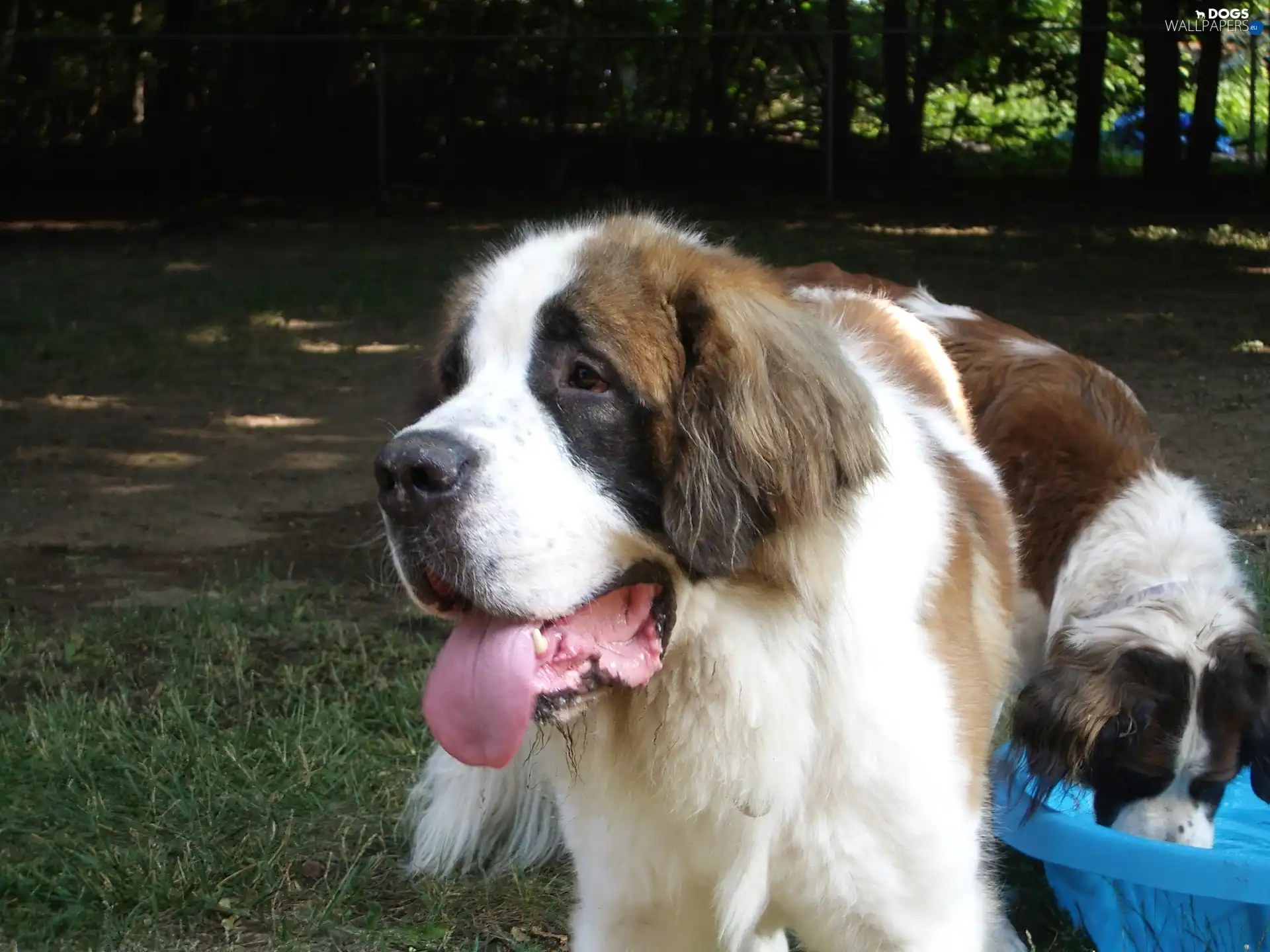 long-haired bernard