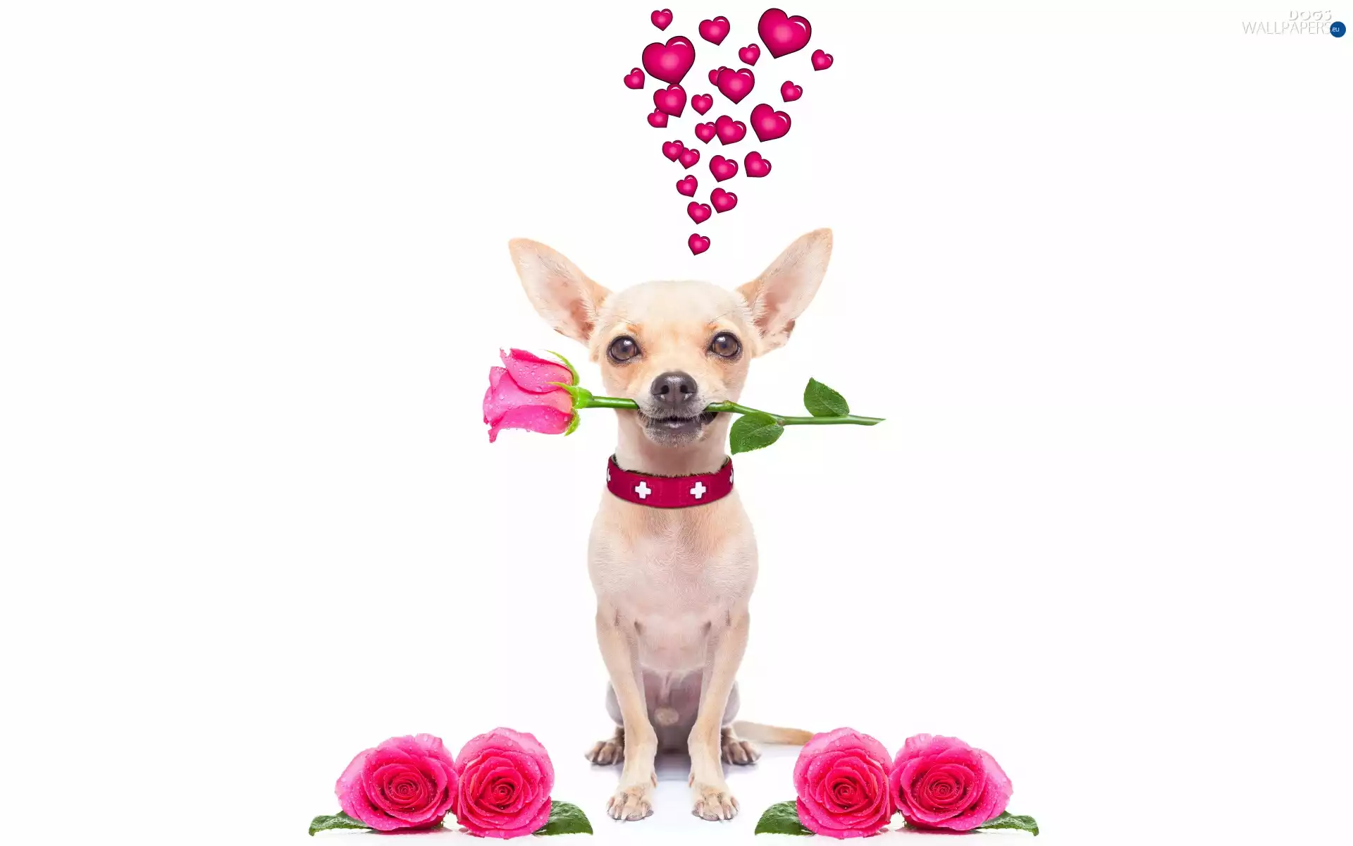 roses, romantic, Short-haired Chihuahua, hearts, dog