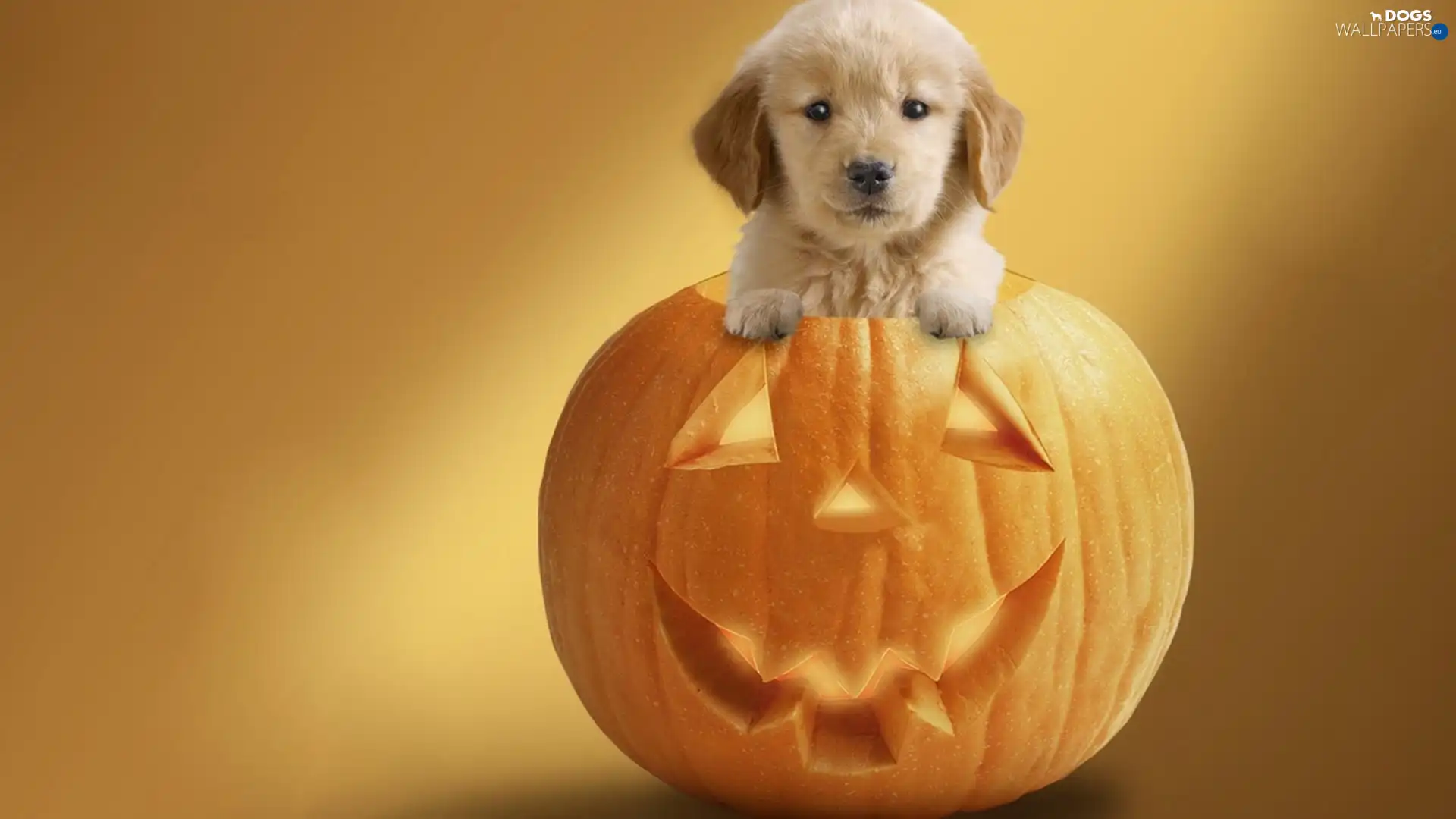 pumpkin, halloween, Puppy