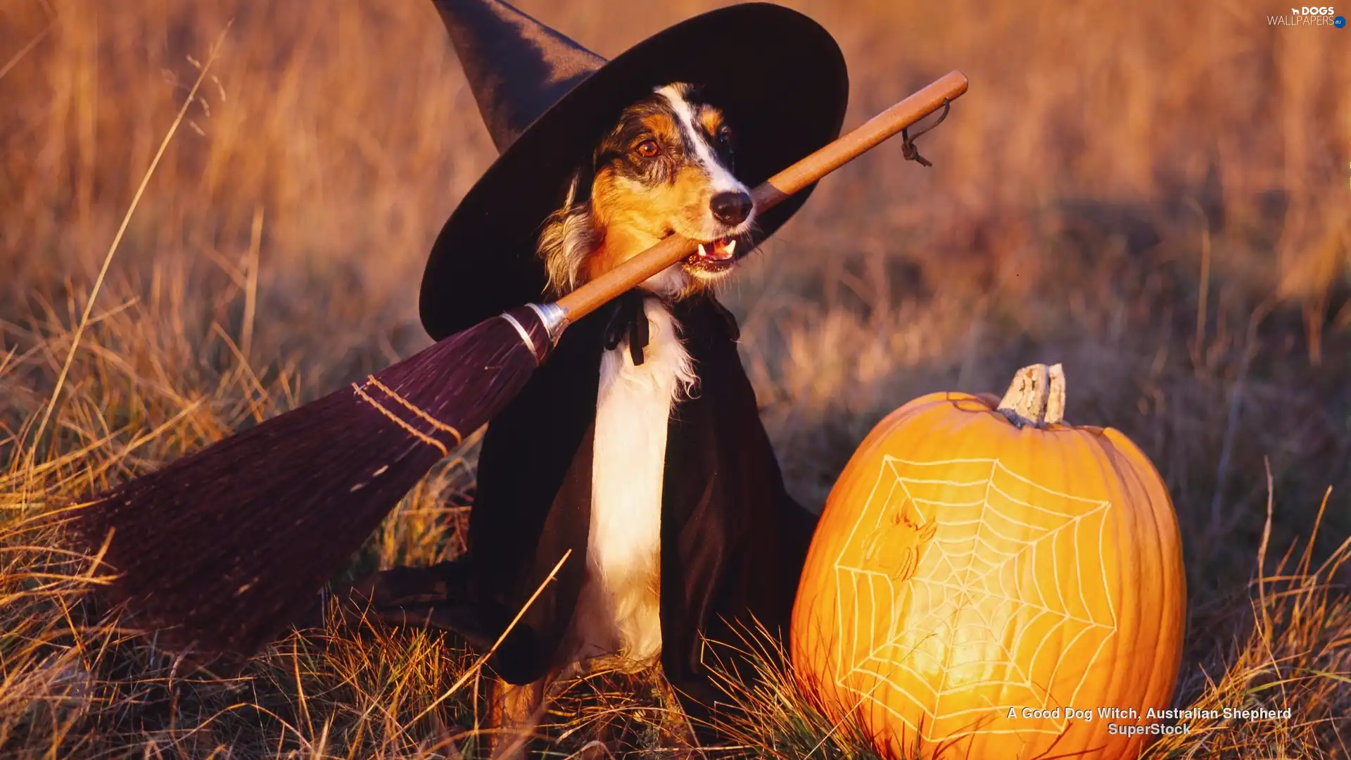 witch, halloween, dog