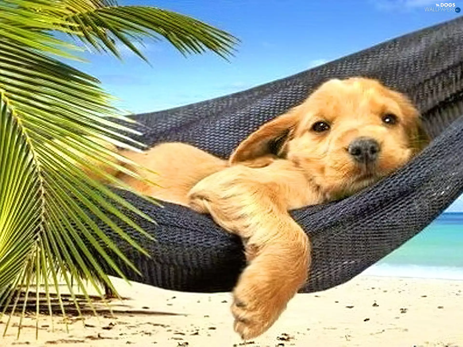 Hammock, dog, Beaches