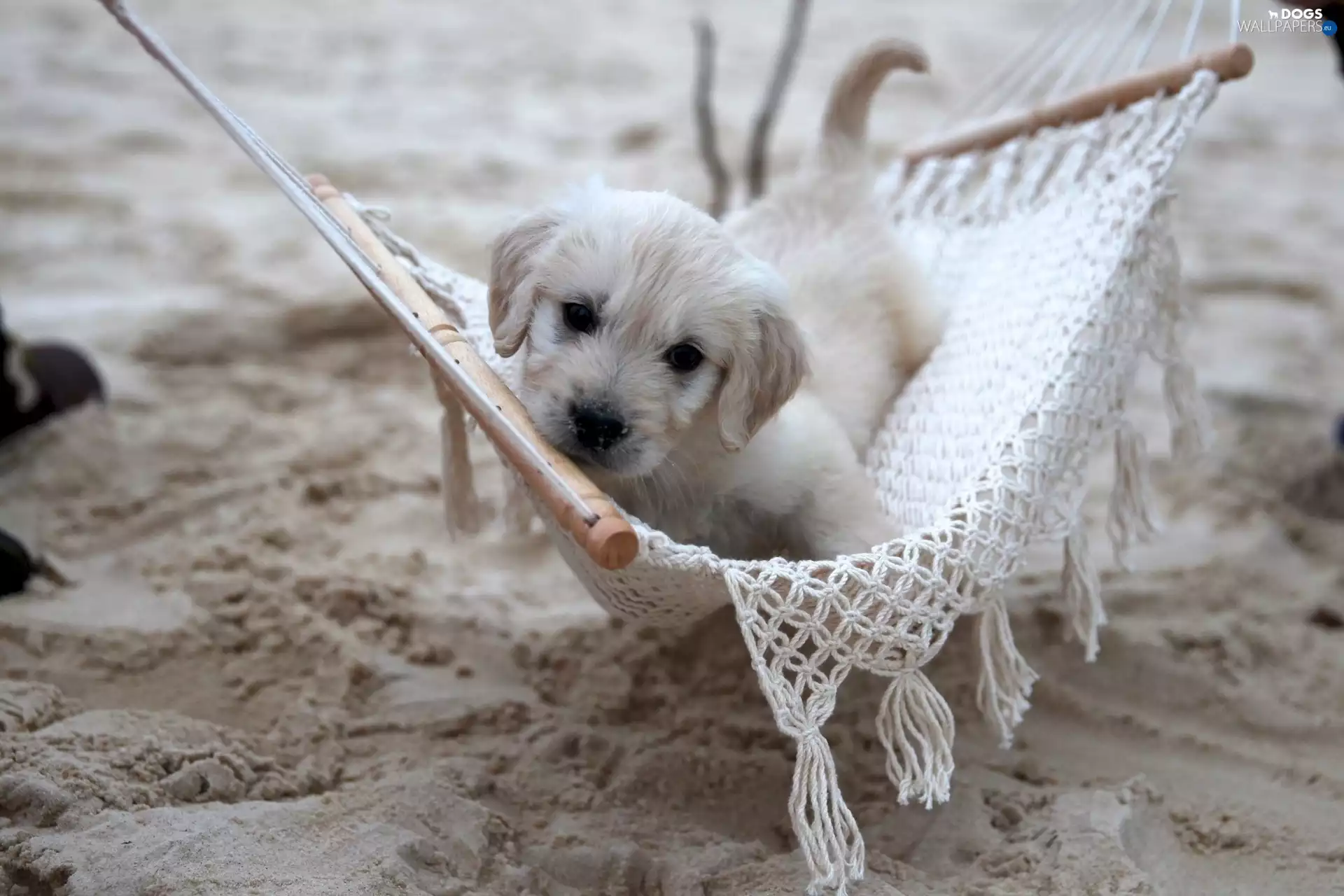 Hammock, White, puppie