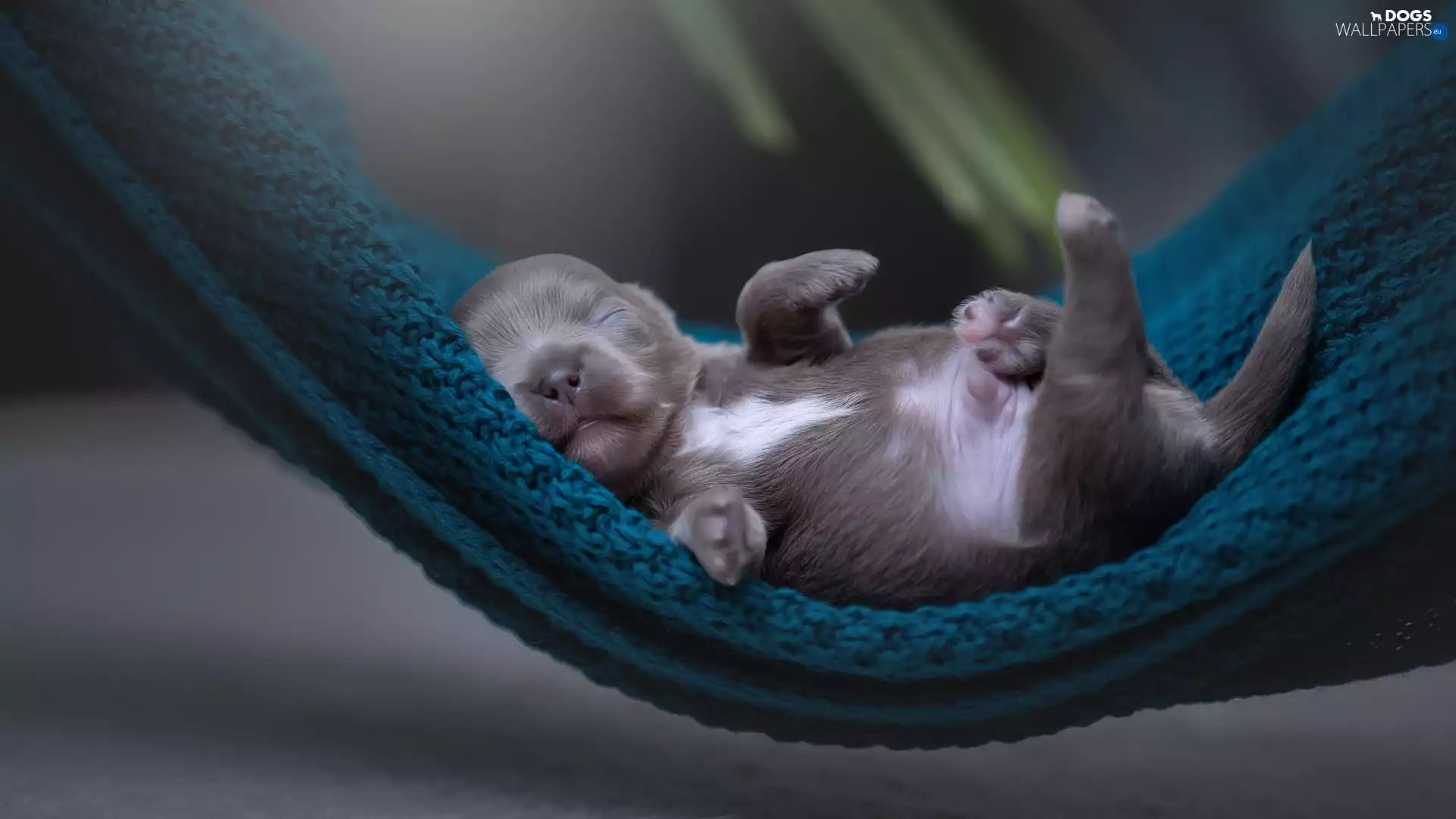 shawl, Hammock, Puppy, Green, dog
