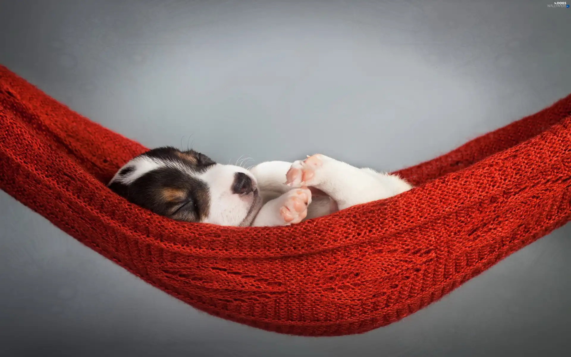 Puppy, Hammock, sleepy