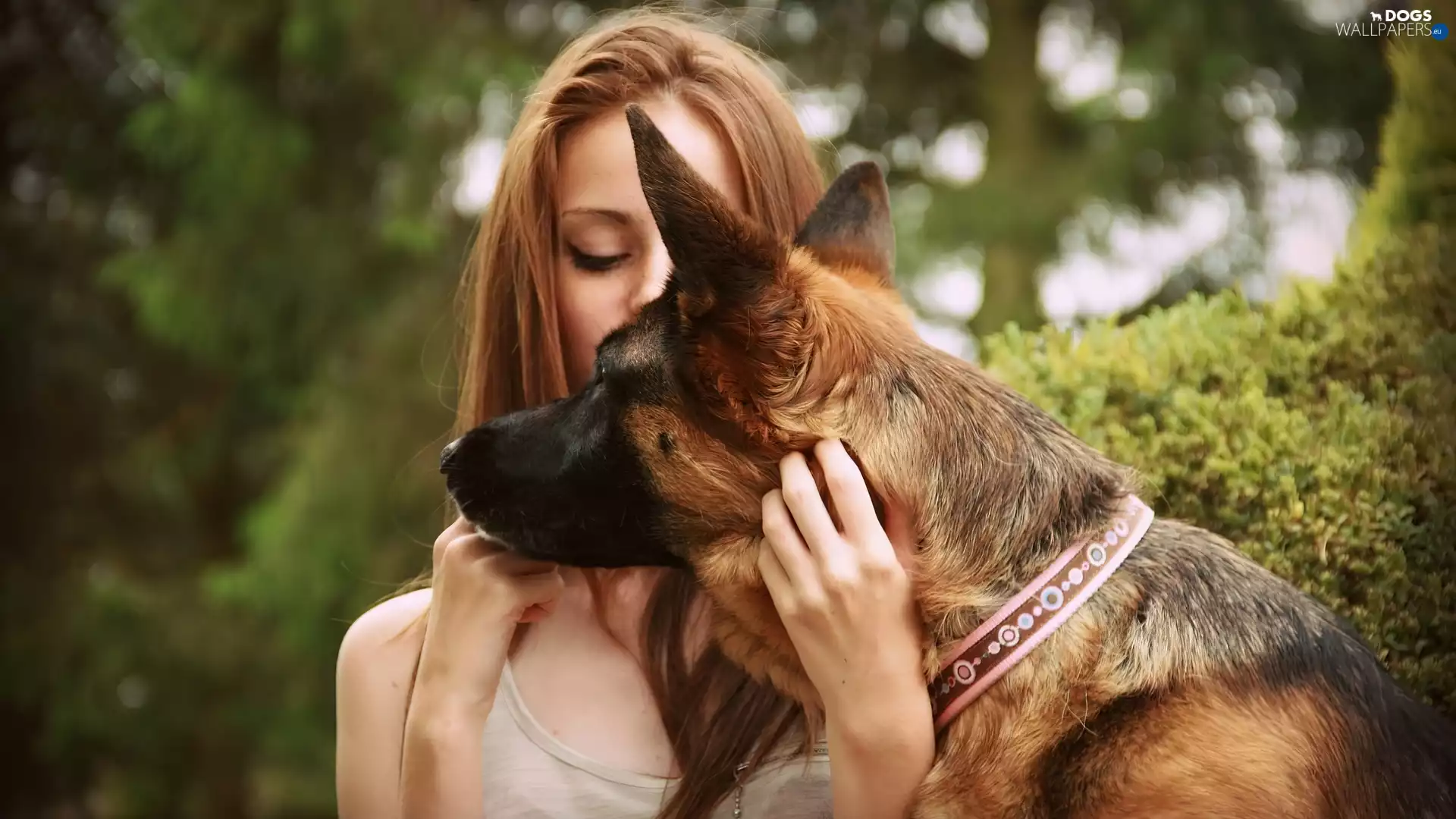 dog, Women, german, dog-collar, sheep-dog, hand