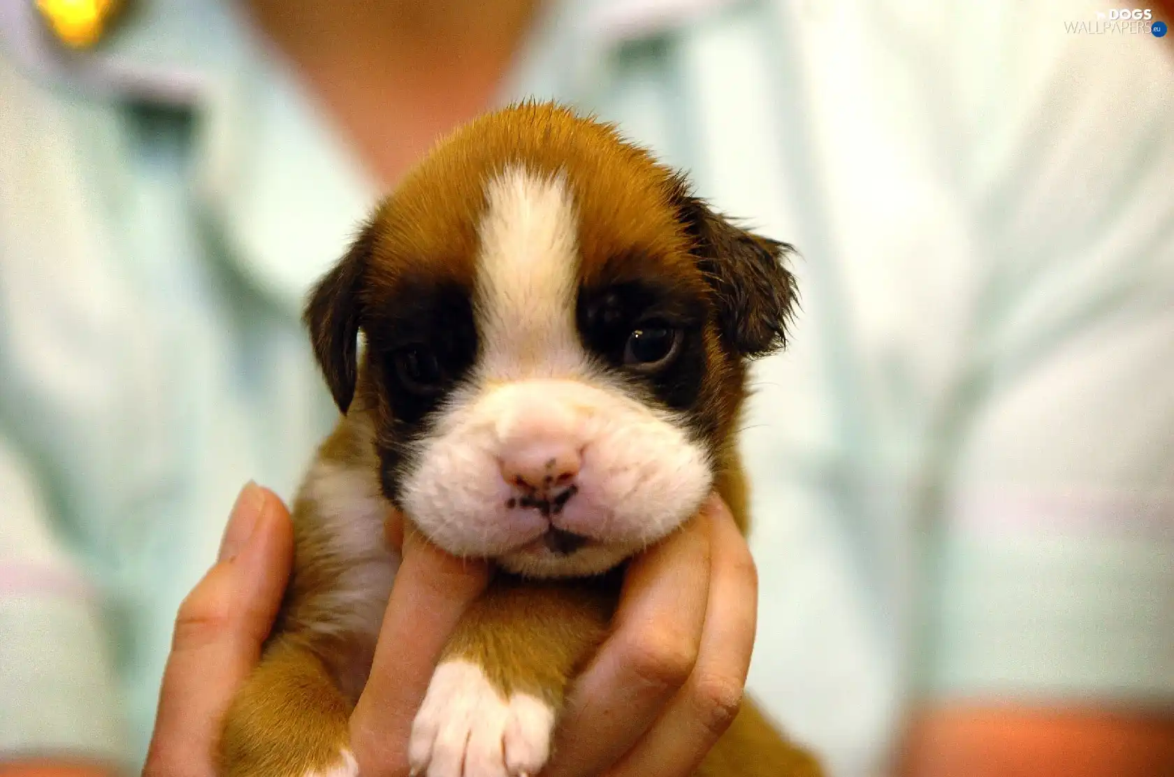 muzzle, hand, puppie