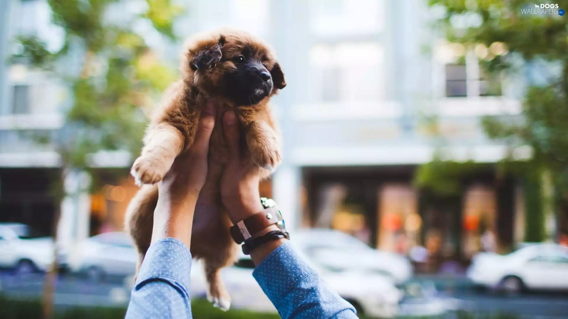hands, Puppy, Leonberger