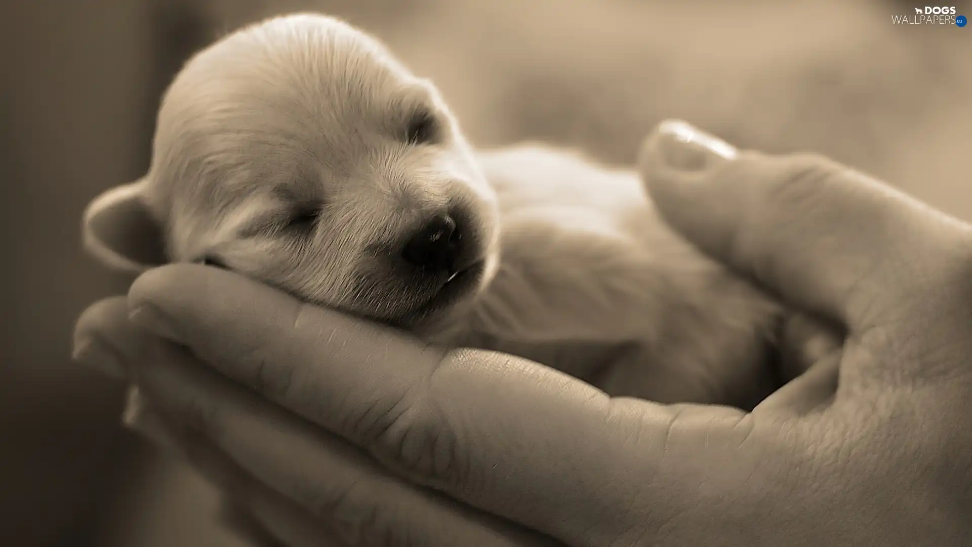 hands, puppie