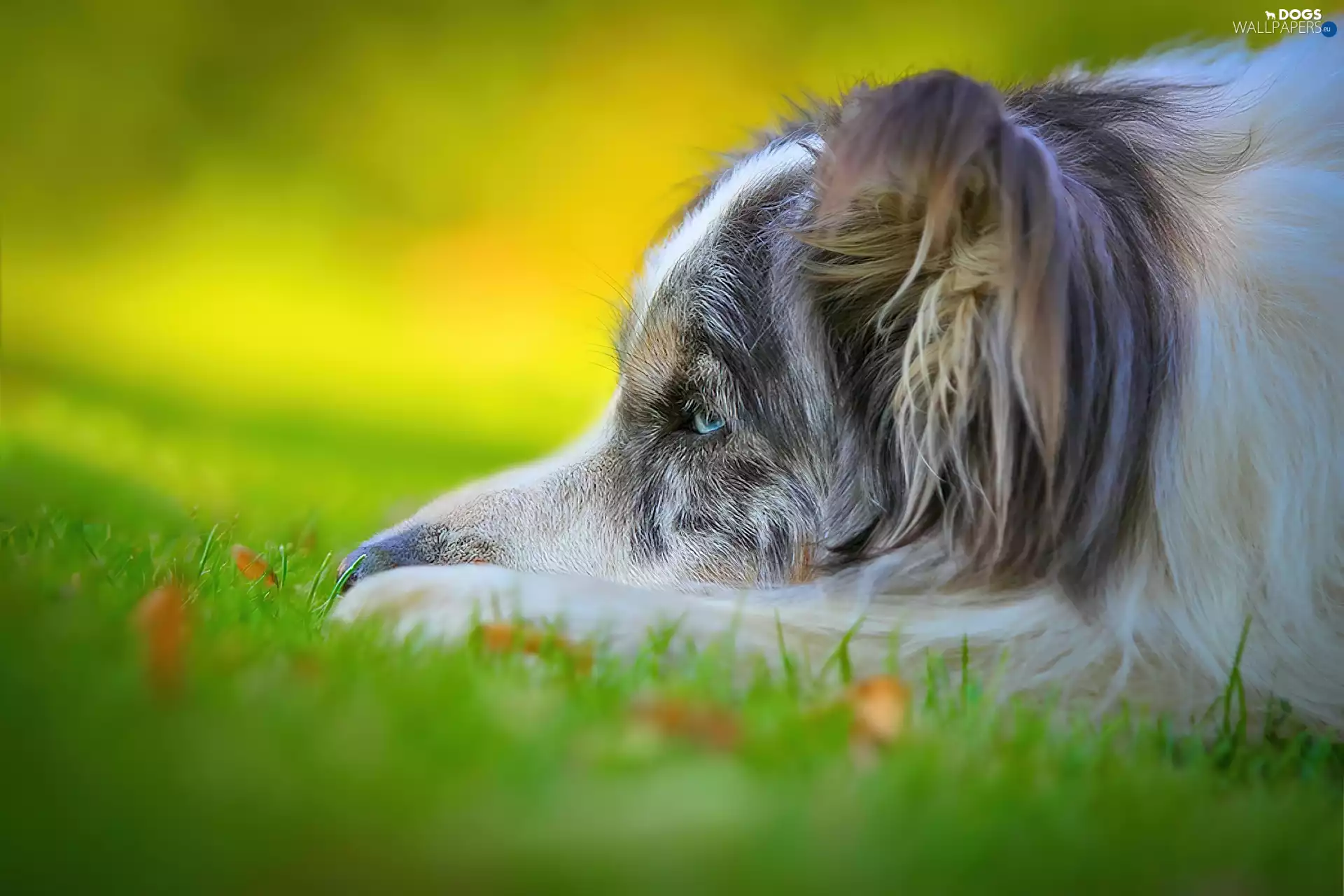 dog, hankering, Australian Shepherd, grass