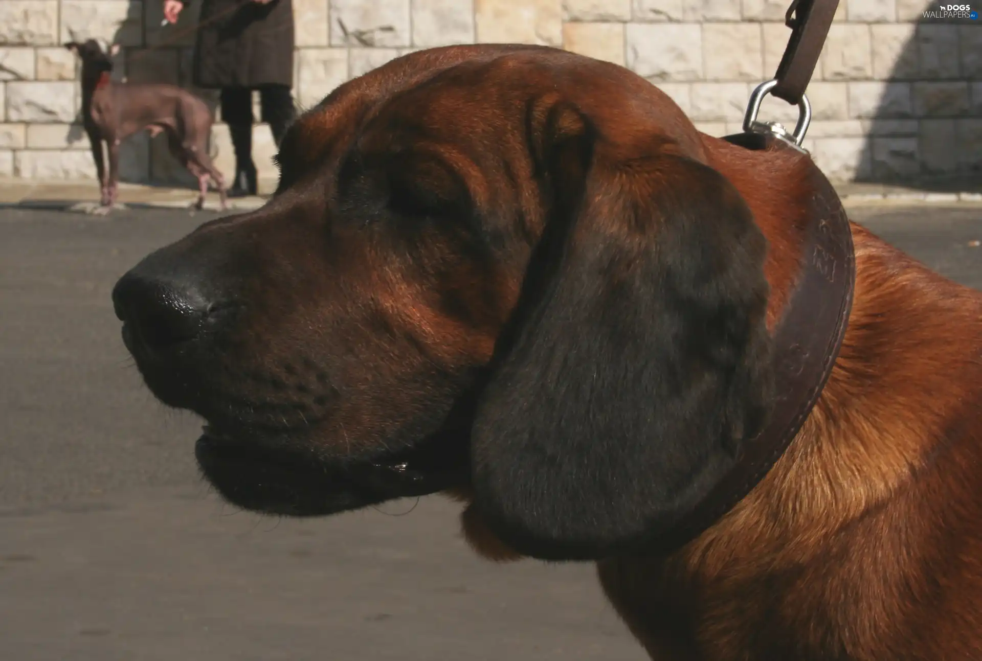 Hanoverian Mountain Hound, mouth