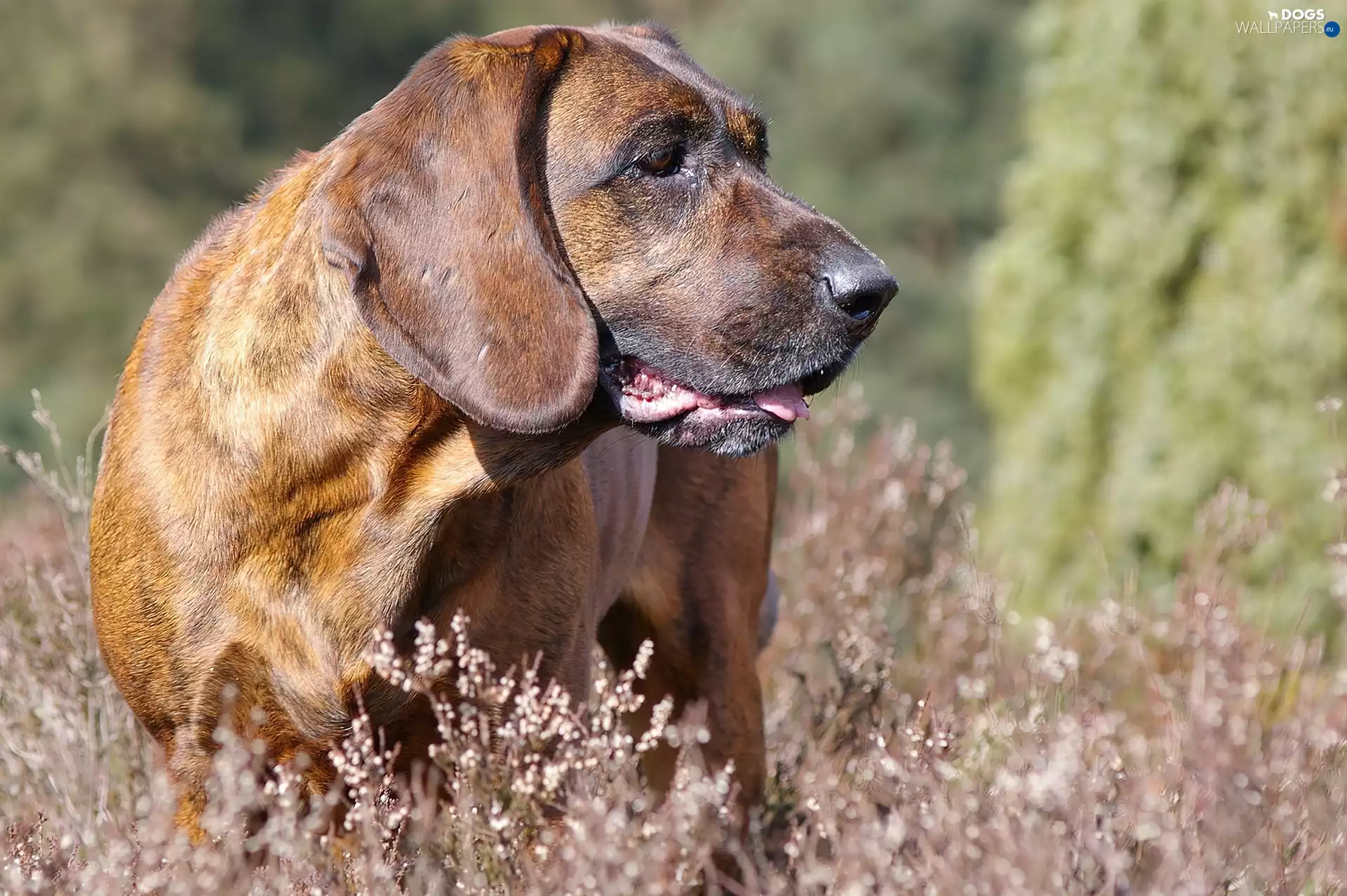 Hanoverian Mountain Hound