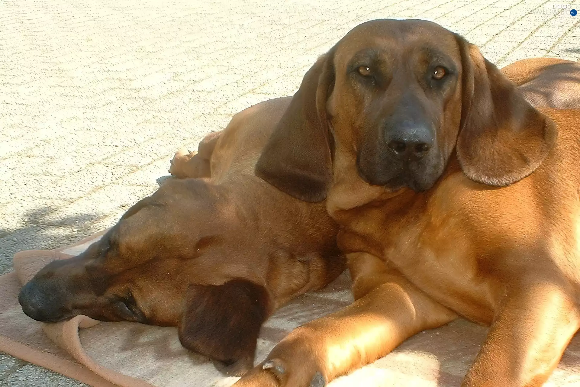 Pavement, Hanoverian Mountain Hound, coverlet
