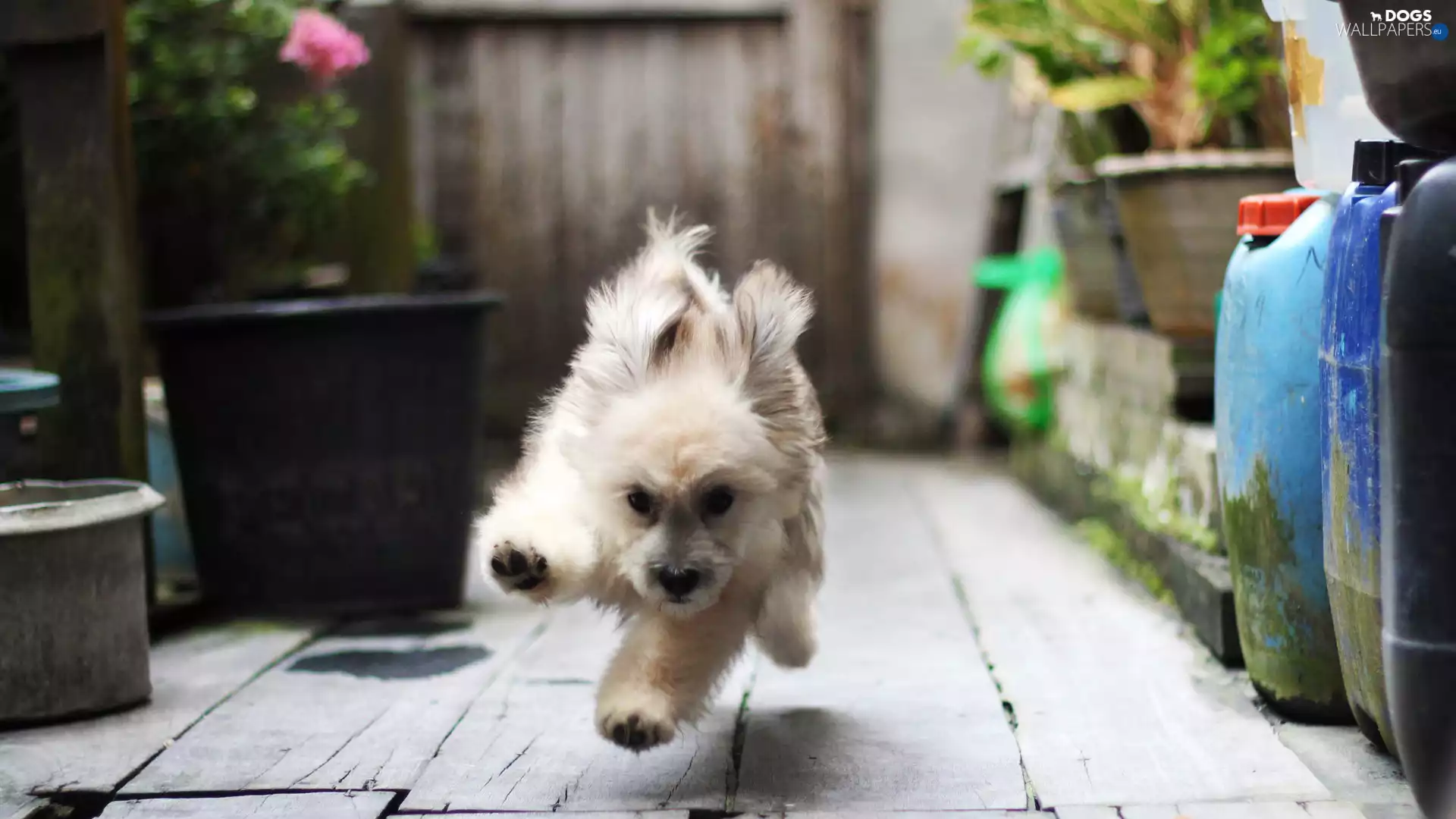 doggy, gear, Havanese, happy