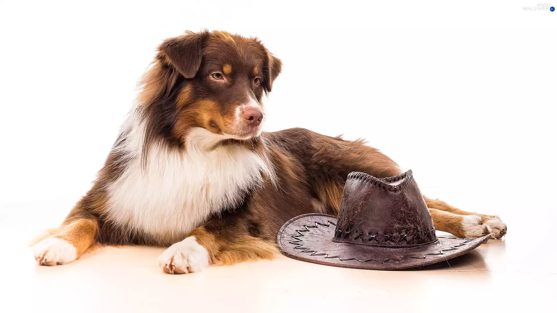 Hat, dog, background, Hat, White, Australian Shepherd