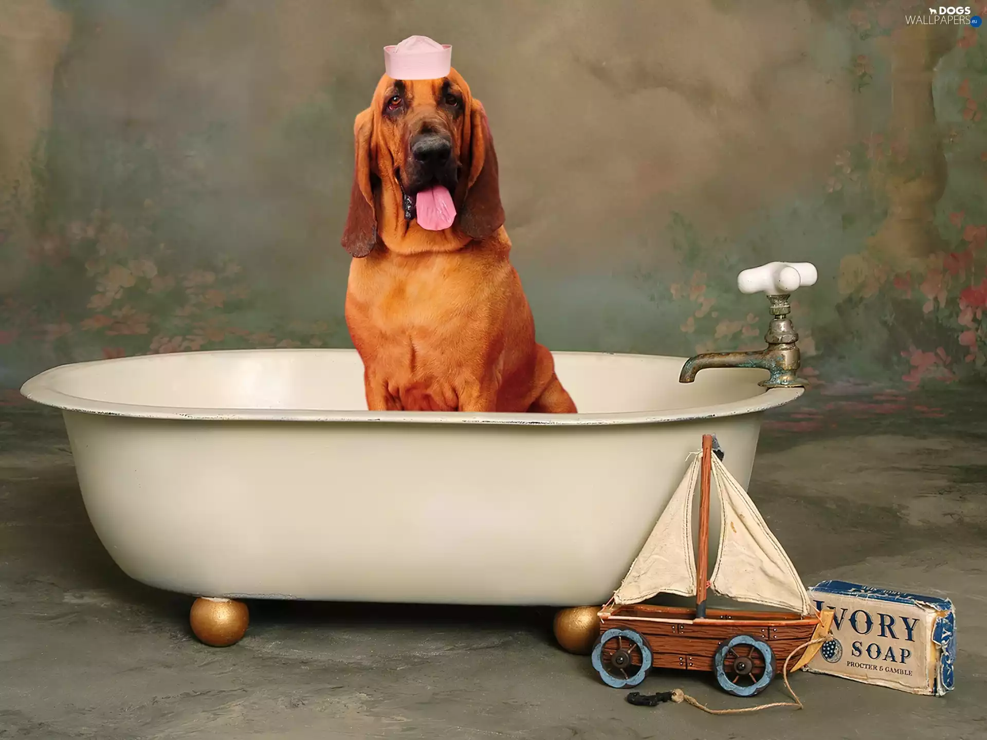 Hat, Bloodhound, Bath