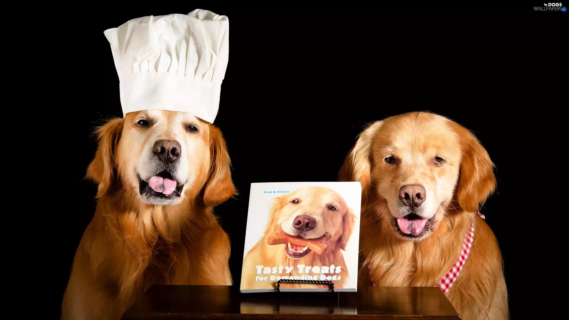 Hat, Two cars, table, Dark Background, Book, Golden Retrievery