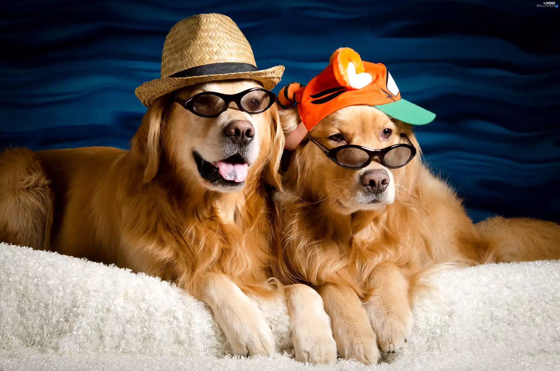 golden, Two cars, Hat, Glasses, Hat, Dogs