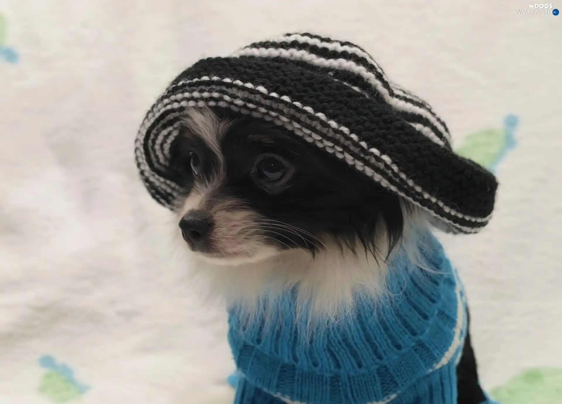 Hat, outfit, doggy, Chihuahua, ##