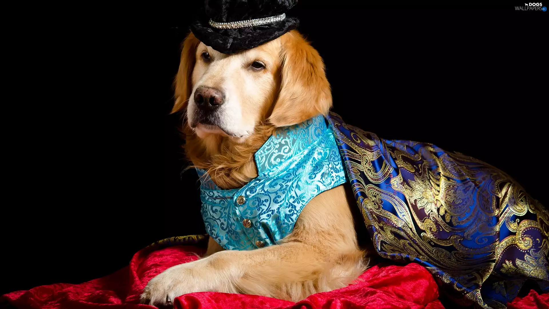 clothes, Golden Retriever, Hat