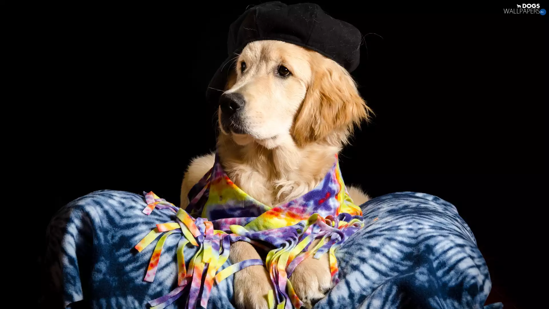 dog, Hat, coverlet, Golden Retriever