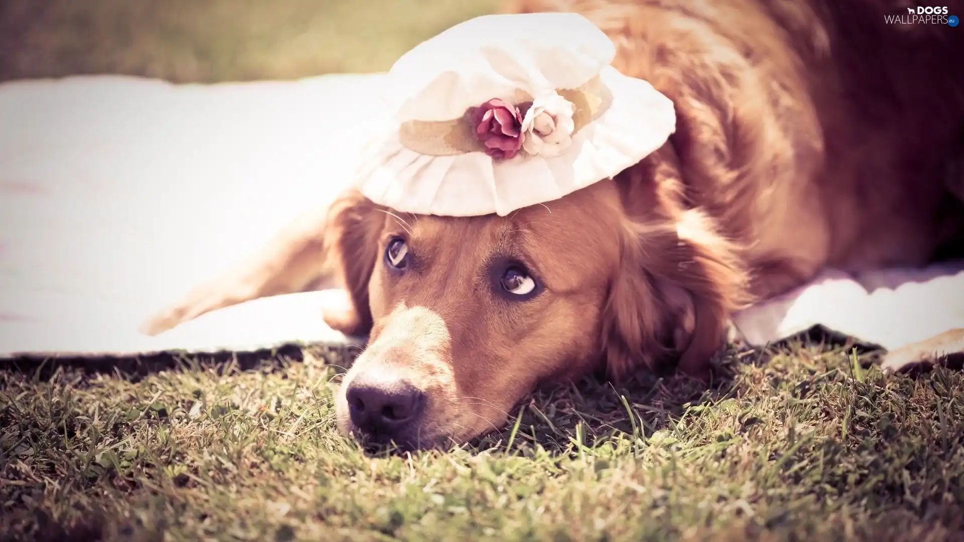 hat, dog
