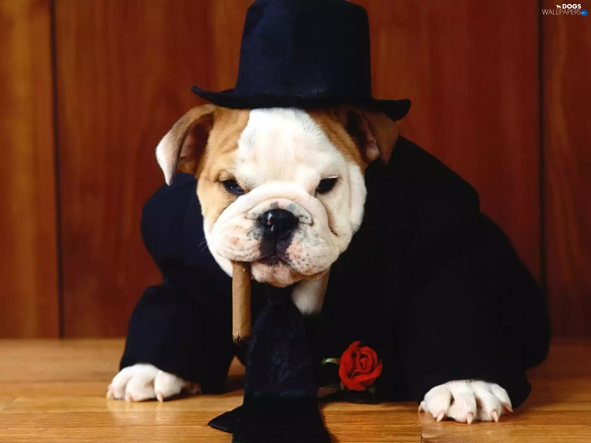 dog, cigar, Tie, Hat