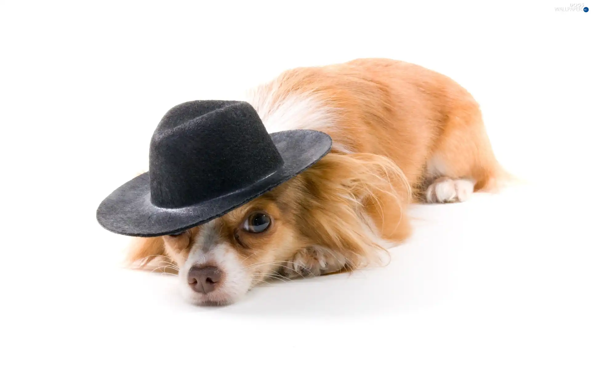 Hat, dog