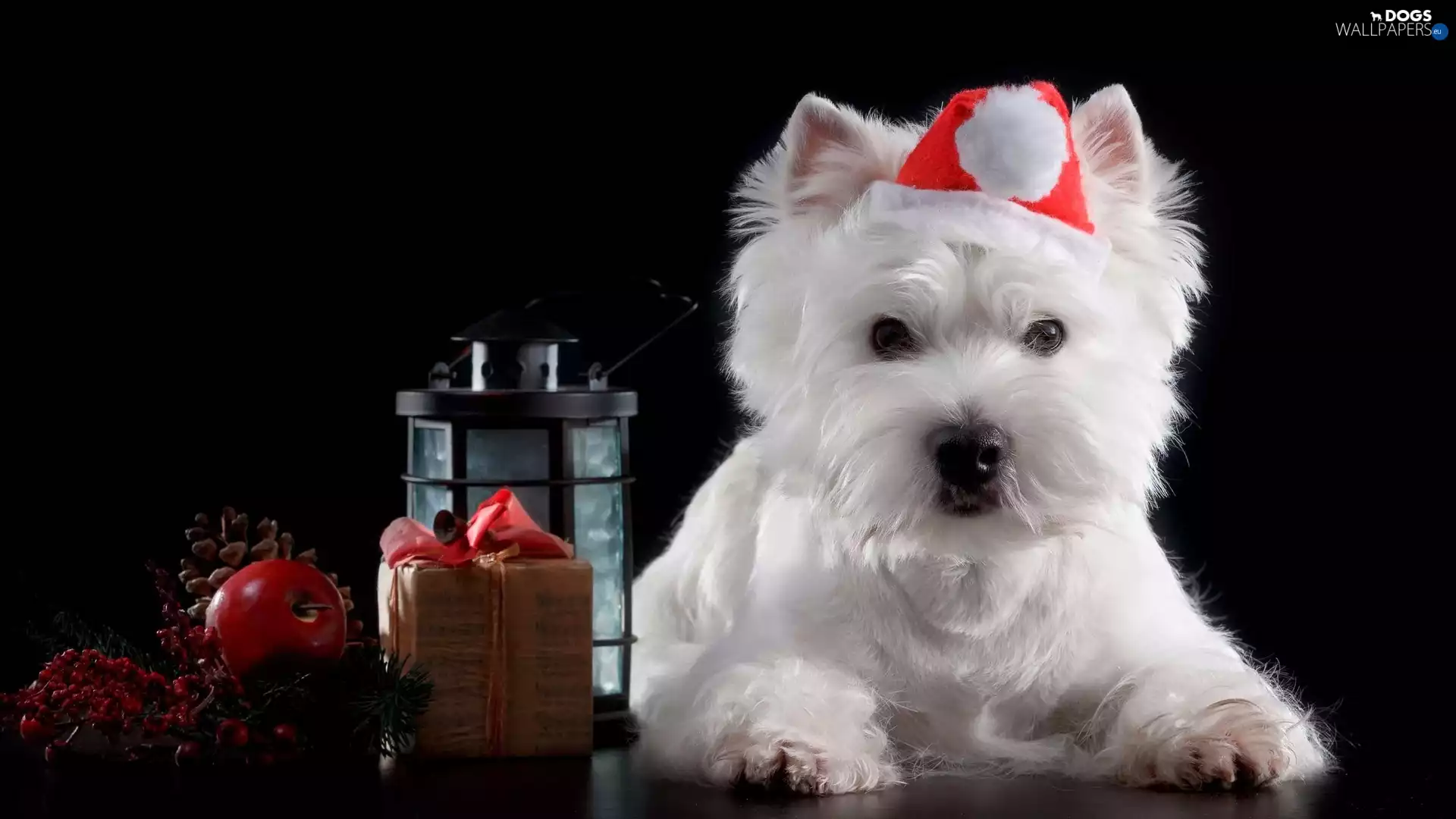 Hat, dog, lantern, West Highland White Terrier, White, Nicholas, Present