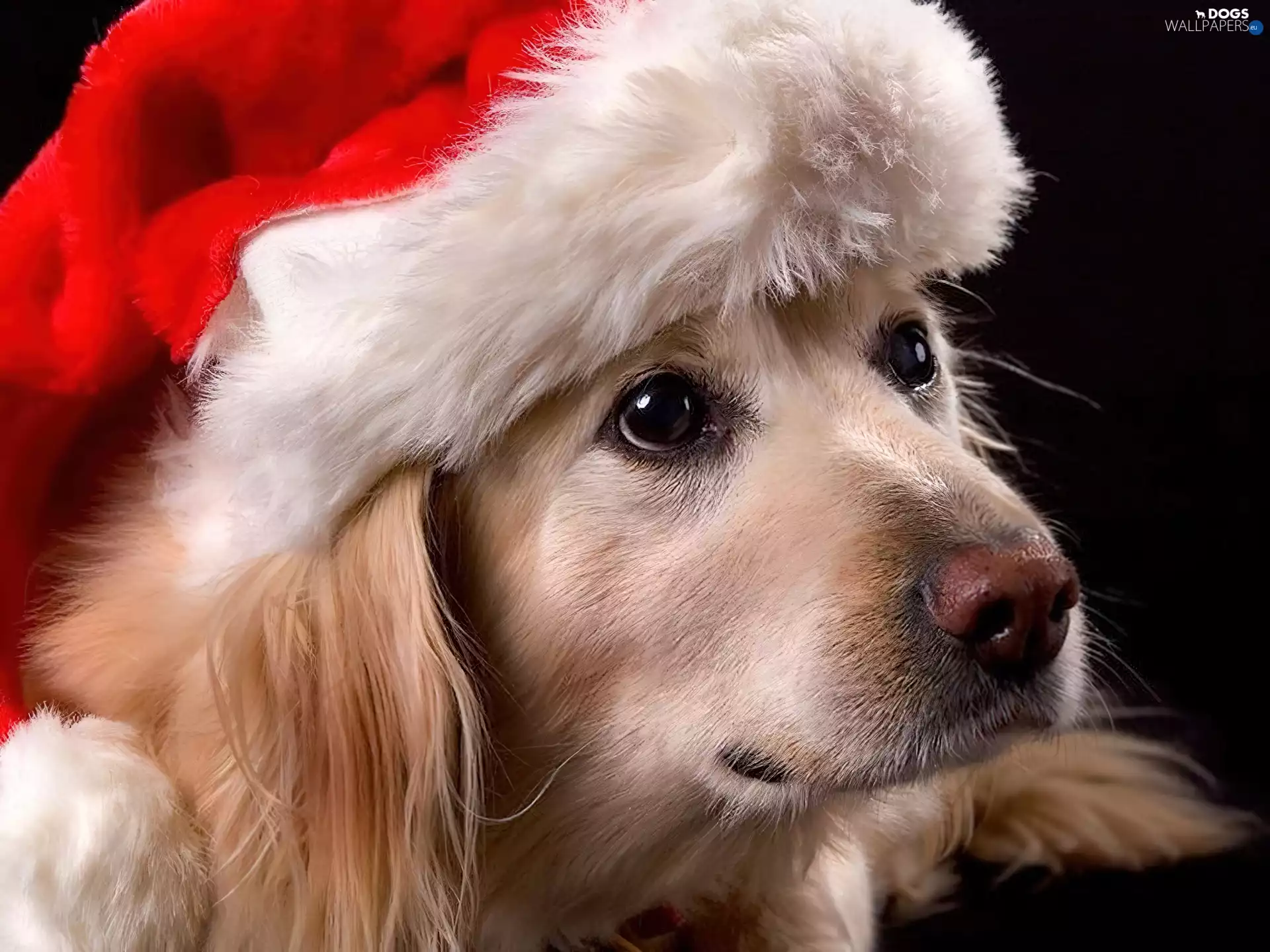 dog, Hat, Nicholas, Golden Retriever