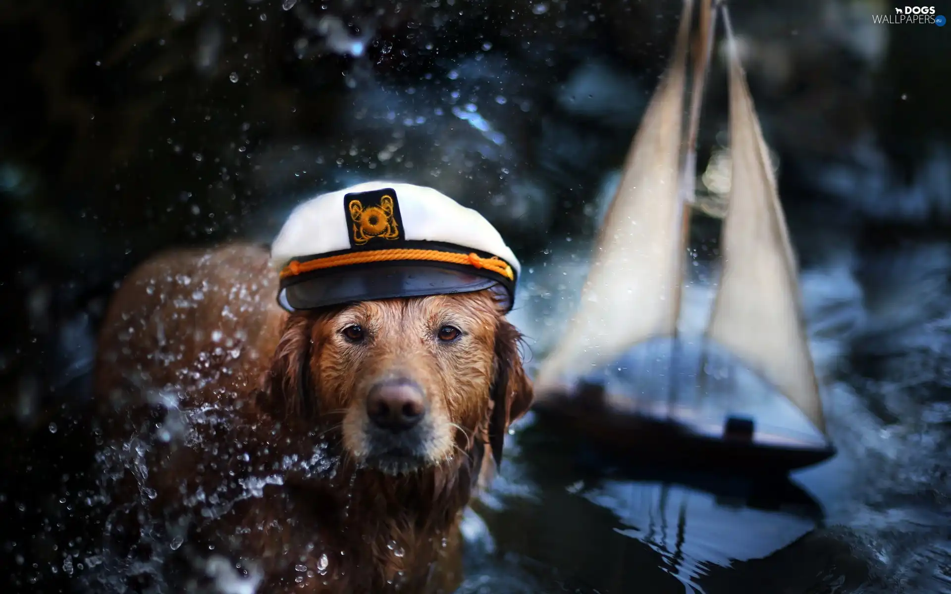 Hat, Labrador Retriever, dog