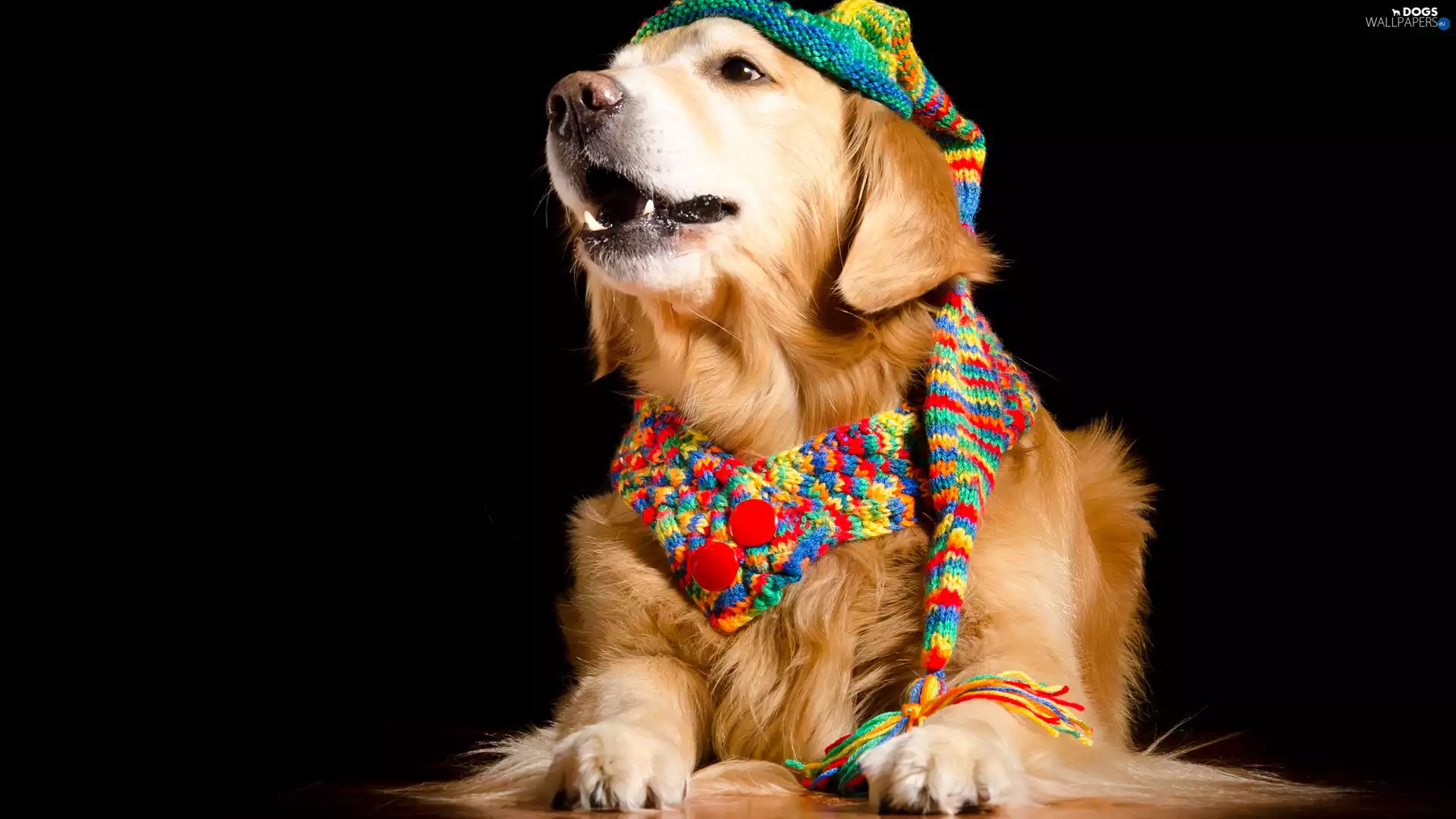 dark, background, Scarf, Hat, Golden Retriever