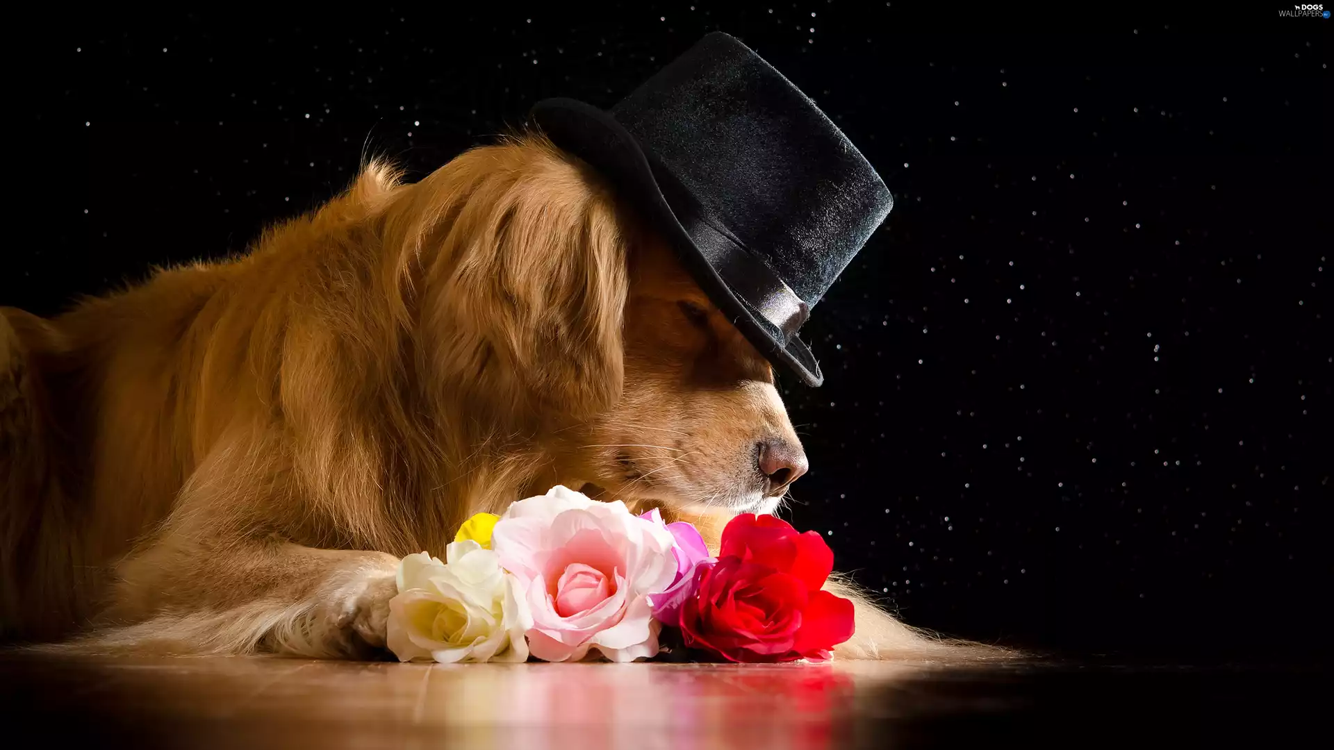 roses, Golden Retriever, Hat