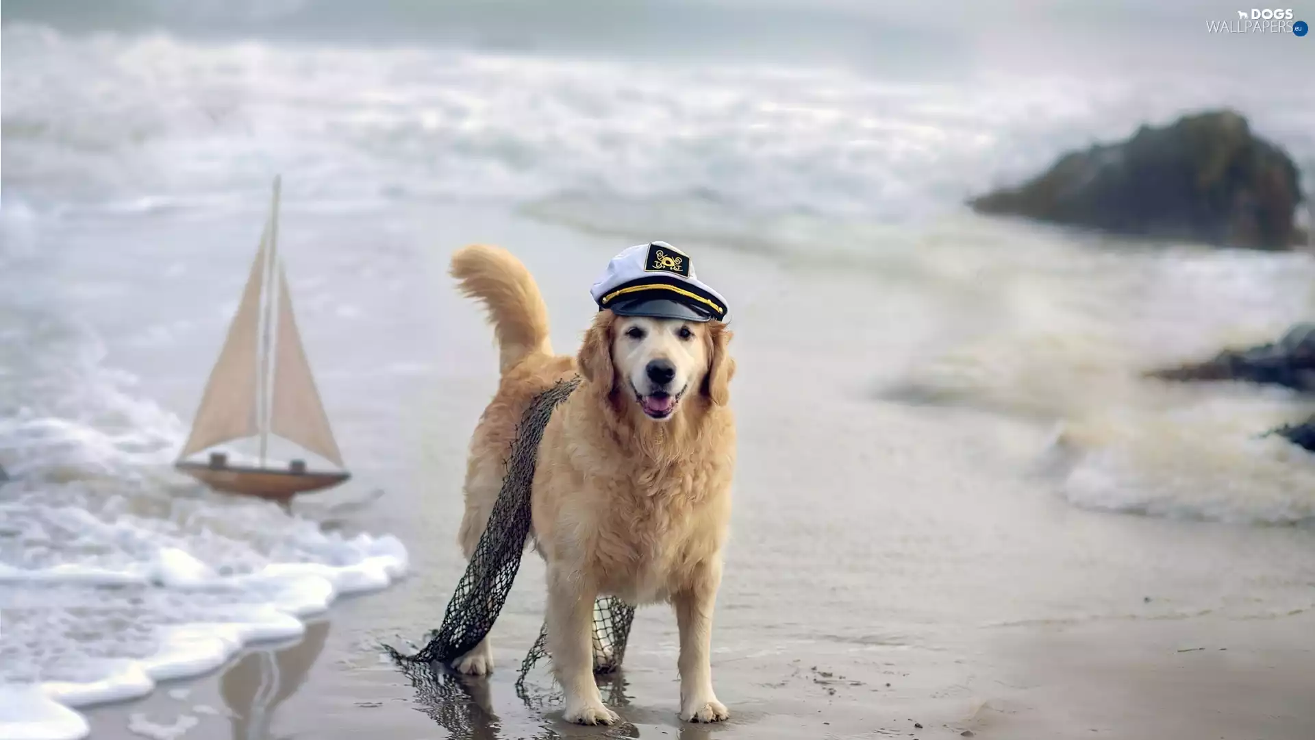 Hat, dog, sea