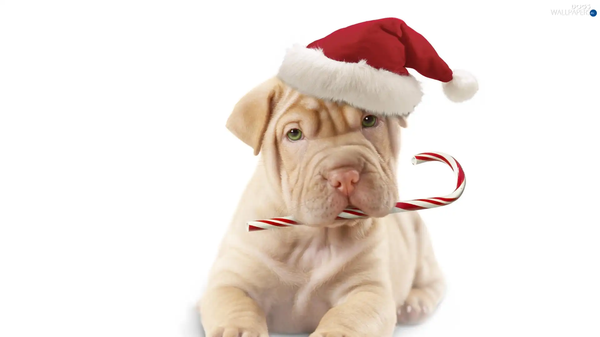 Hat, Nicholas, Shar Pei