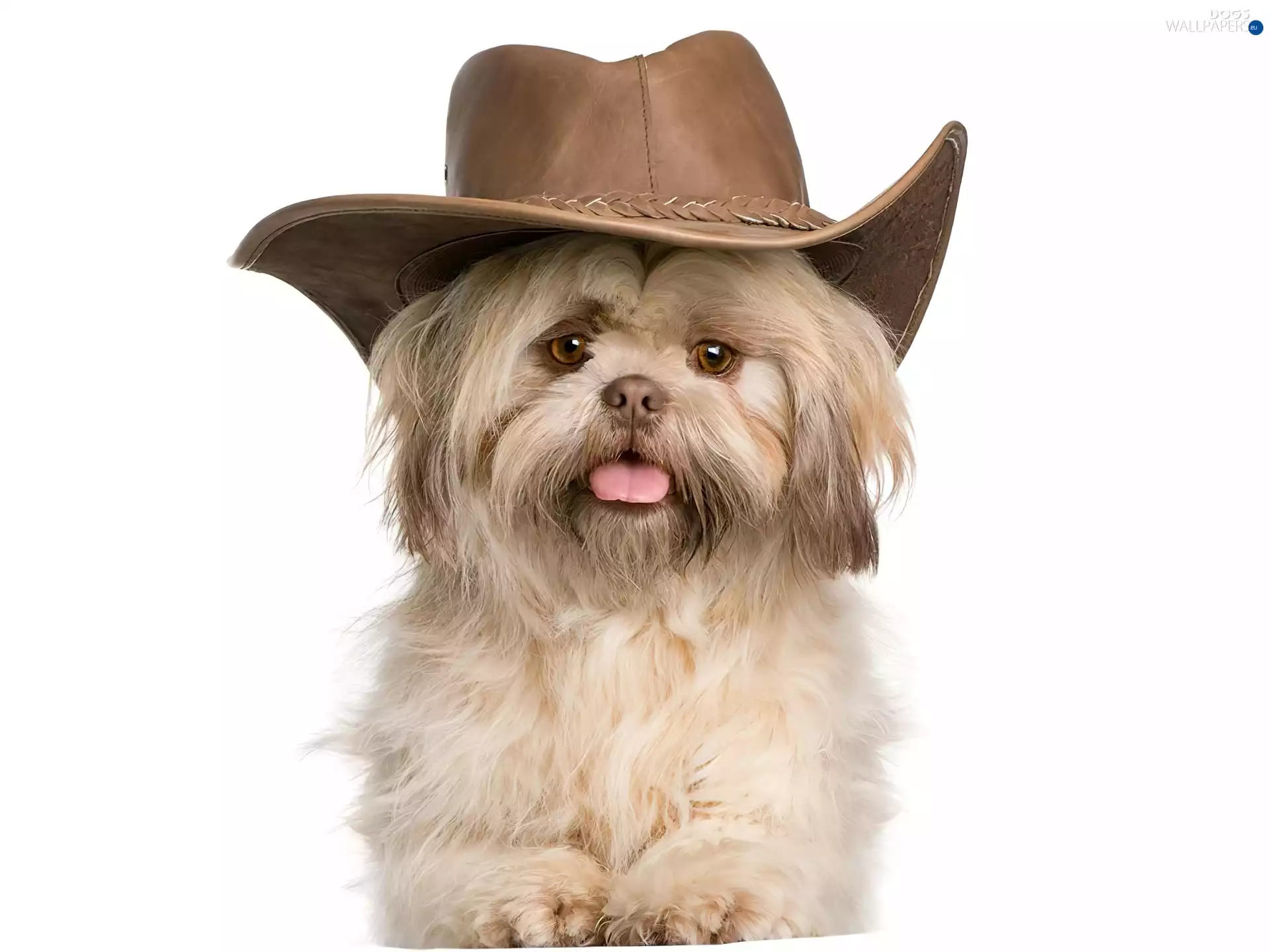 Shih Tzu, doggy, Hat