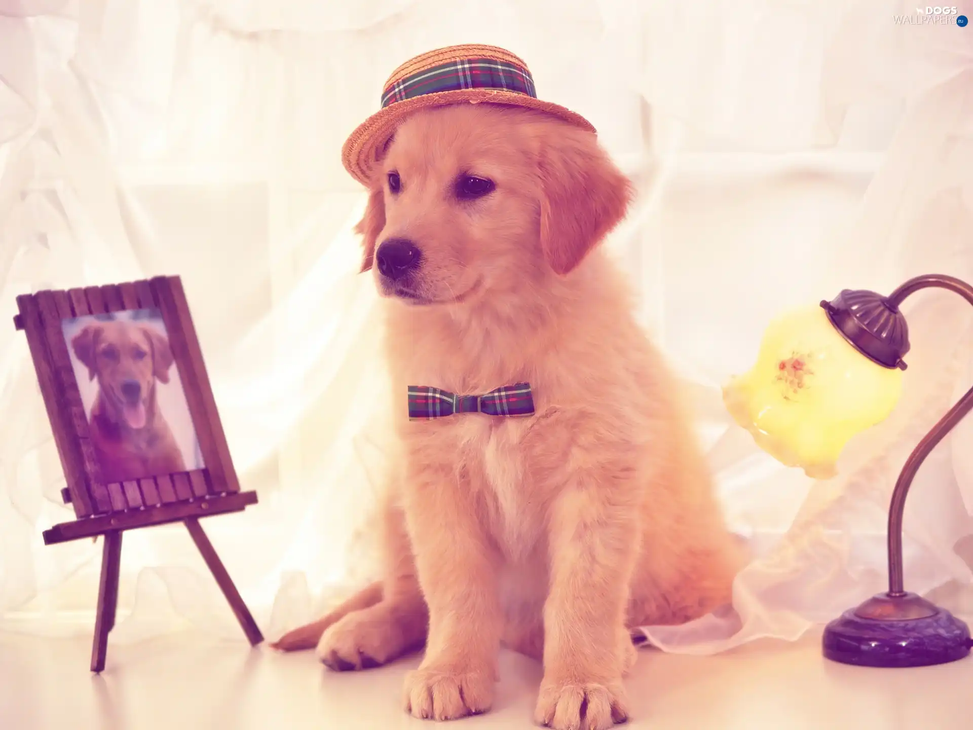 Hat, bow tie, retriever