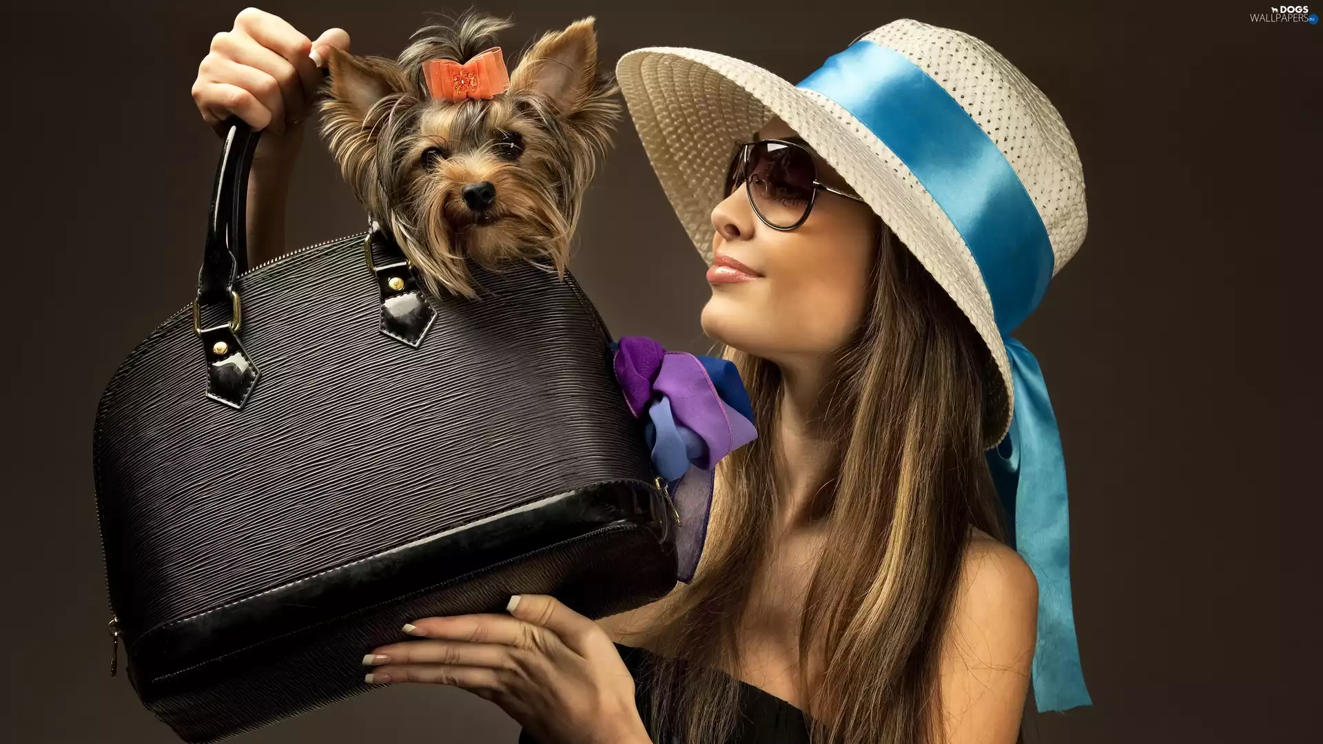 Glasses, Yorkshire Terrier, Hat, Purse, Women