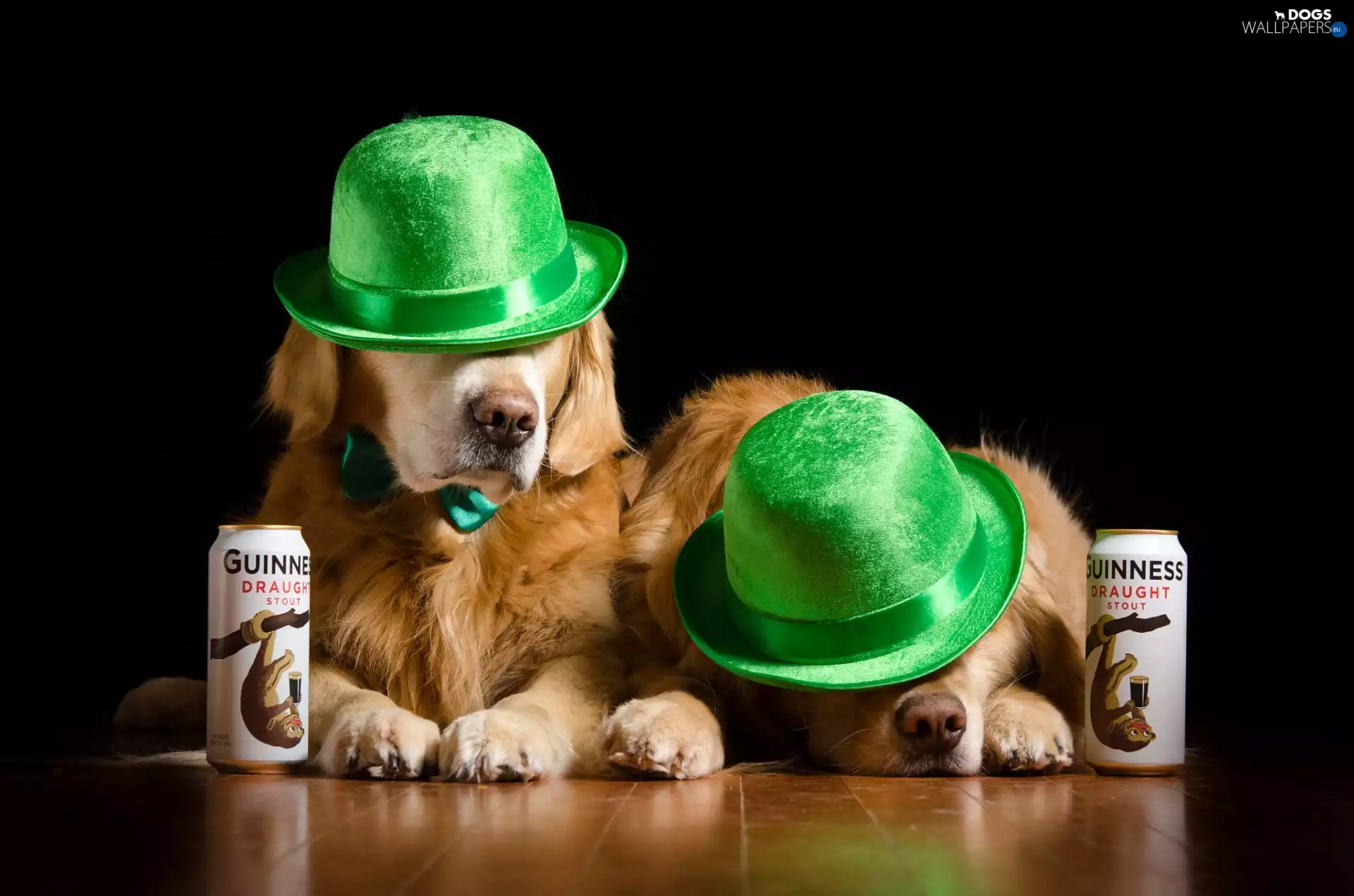 hats, Golden Retriever, Beer, green ones, Dogs, Cans, black background