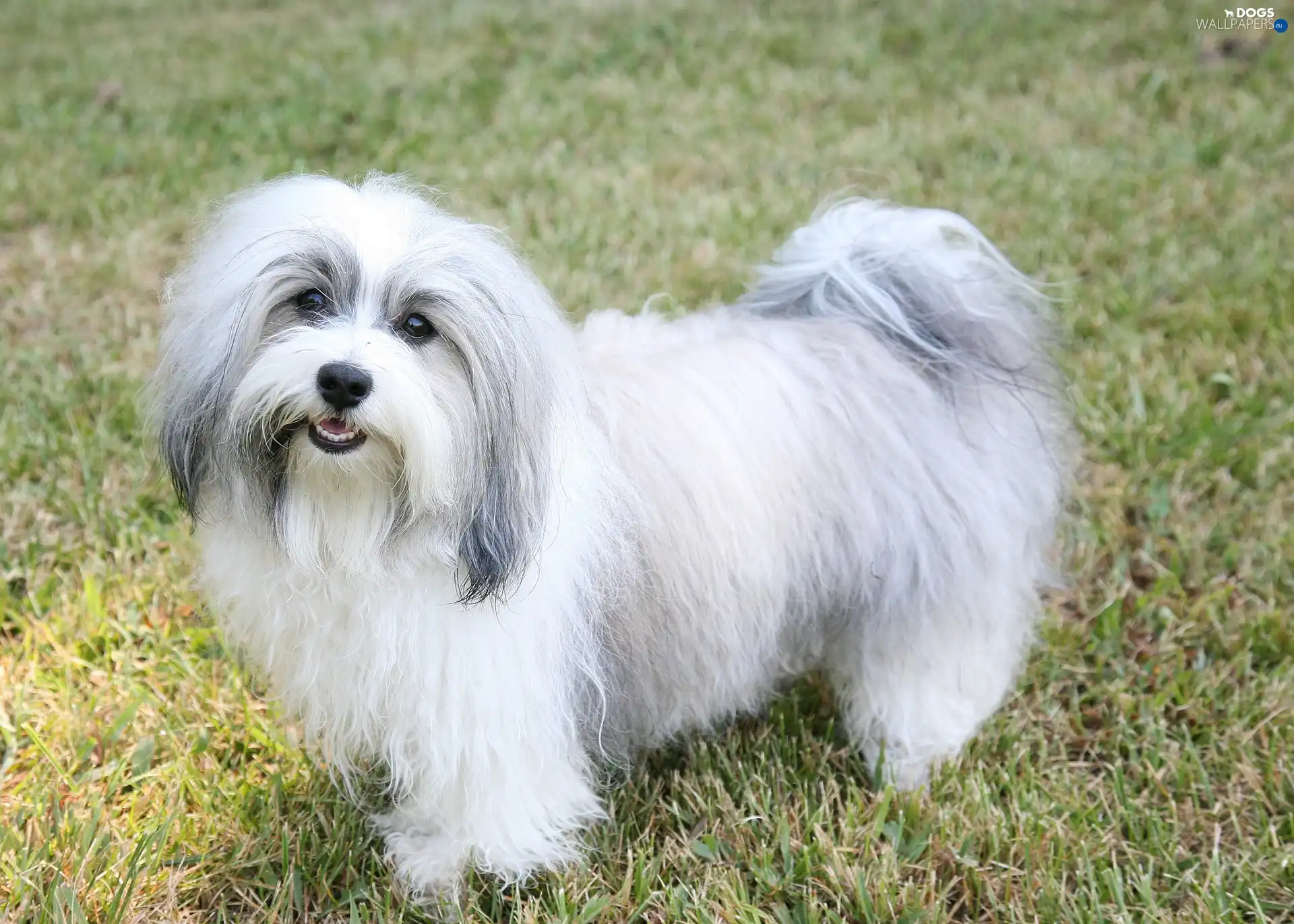 Havanese, white and gray