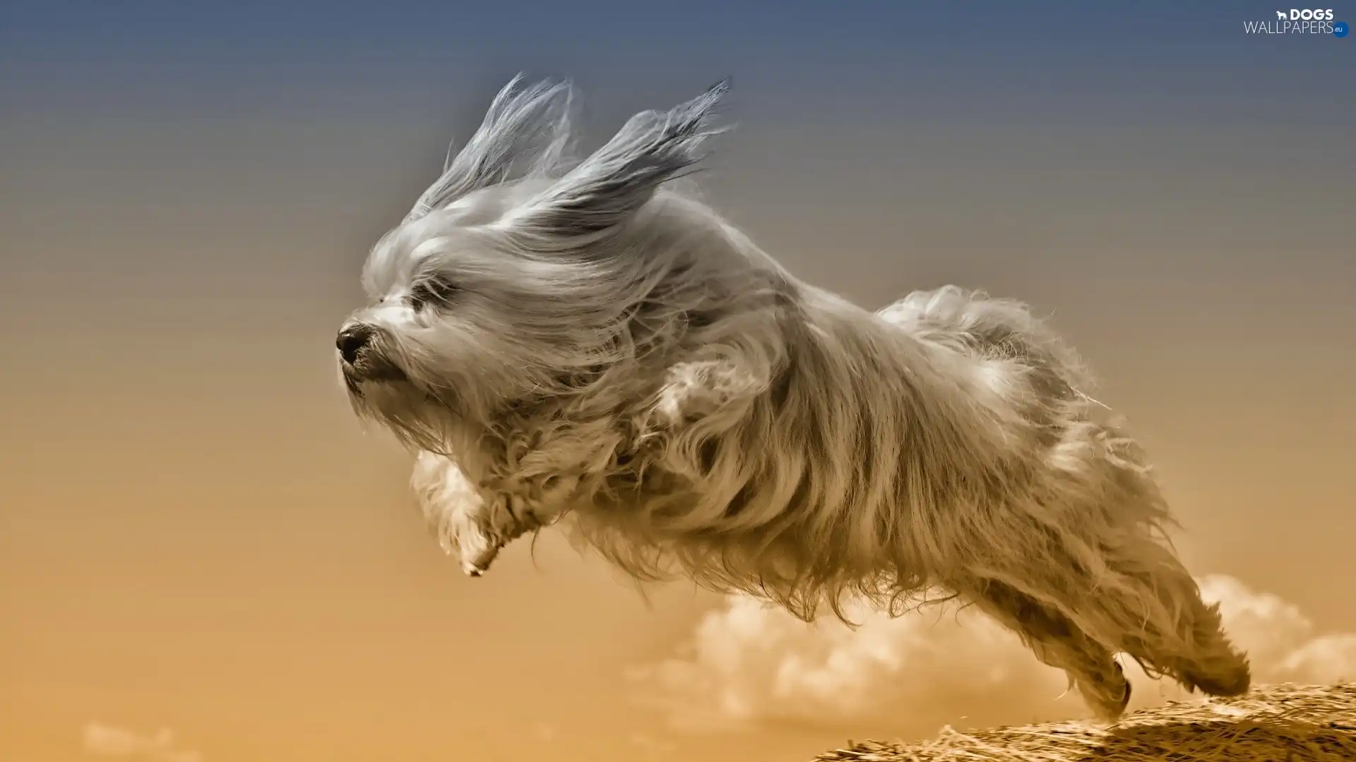 gear, Havanese, dog