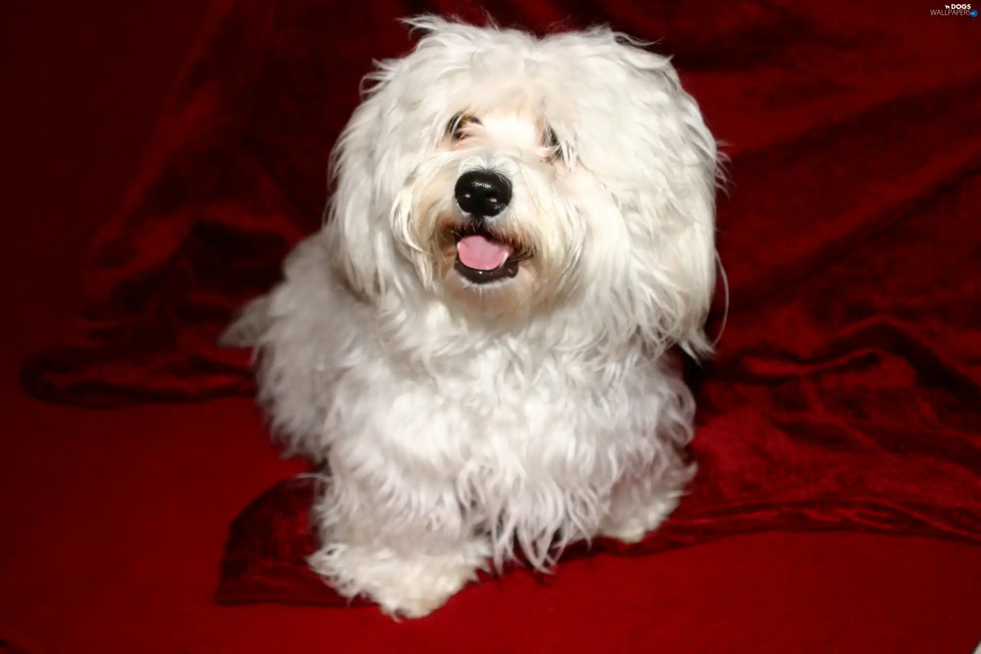 Havanese, White