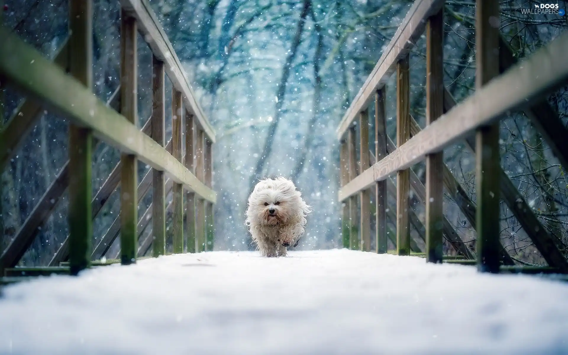 Havanese, dog, winter, bridge